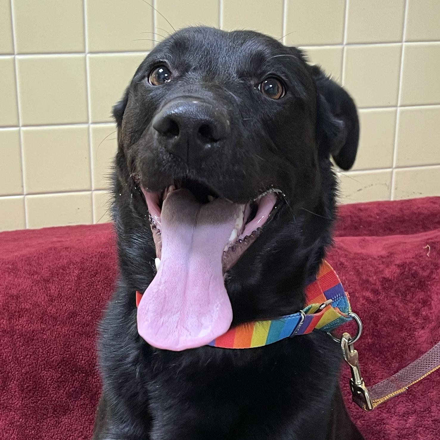 Enlarge Broney, a ADOPTABLE mixed breed in Olean, NY image 1/4