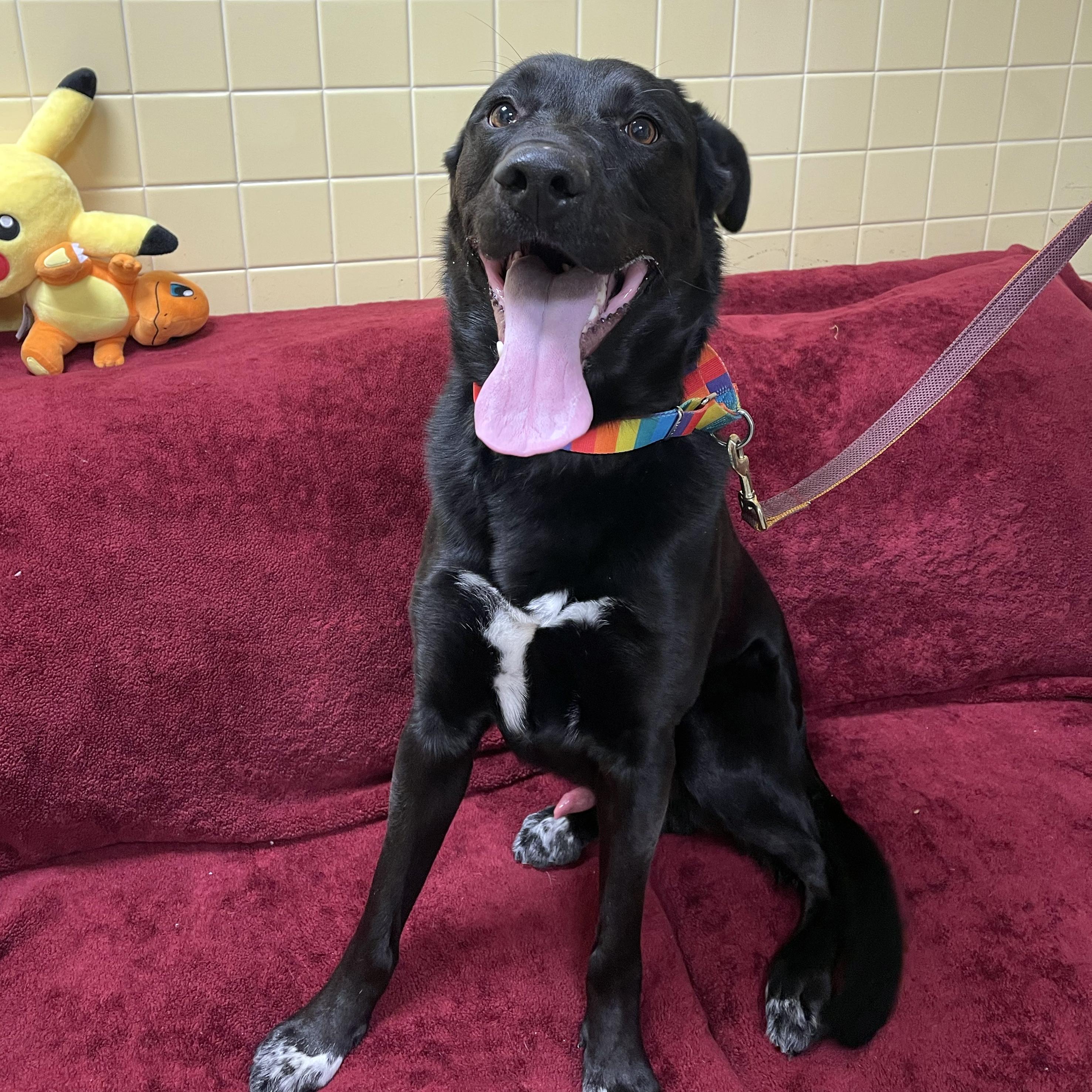 Enlarge Broney, a ADOPTABLE mixed breed in Olean, NY image 3/4