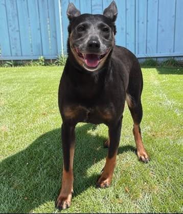 Enlarge Cutie Patootie, an adoptable mixed breed in Inverness, FL image 1/1