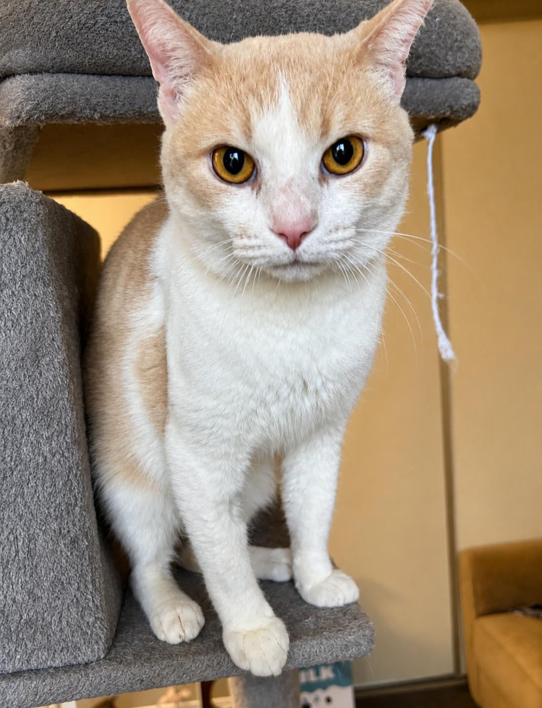 Enlarge SAM, a Adoptable Domestic Short Hair in Tillsonburg, ON image 1/4