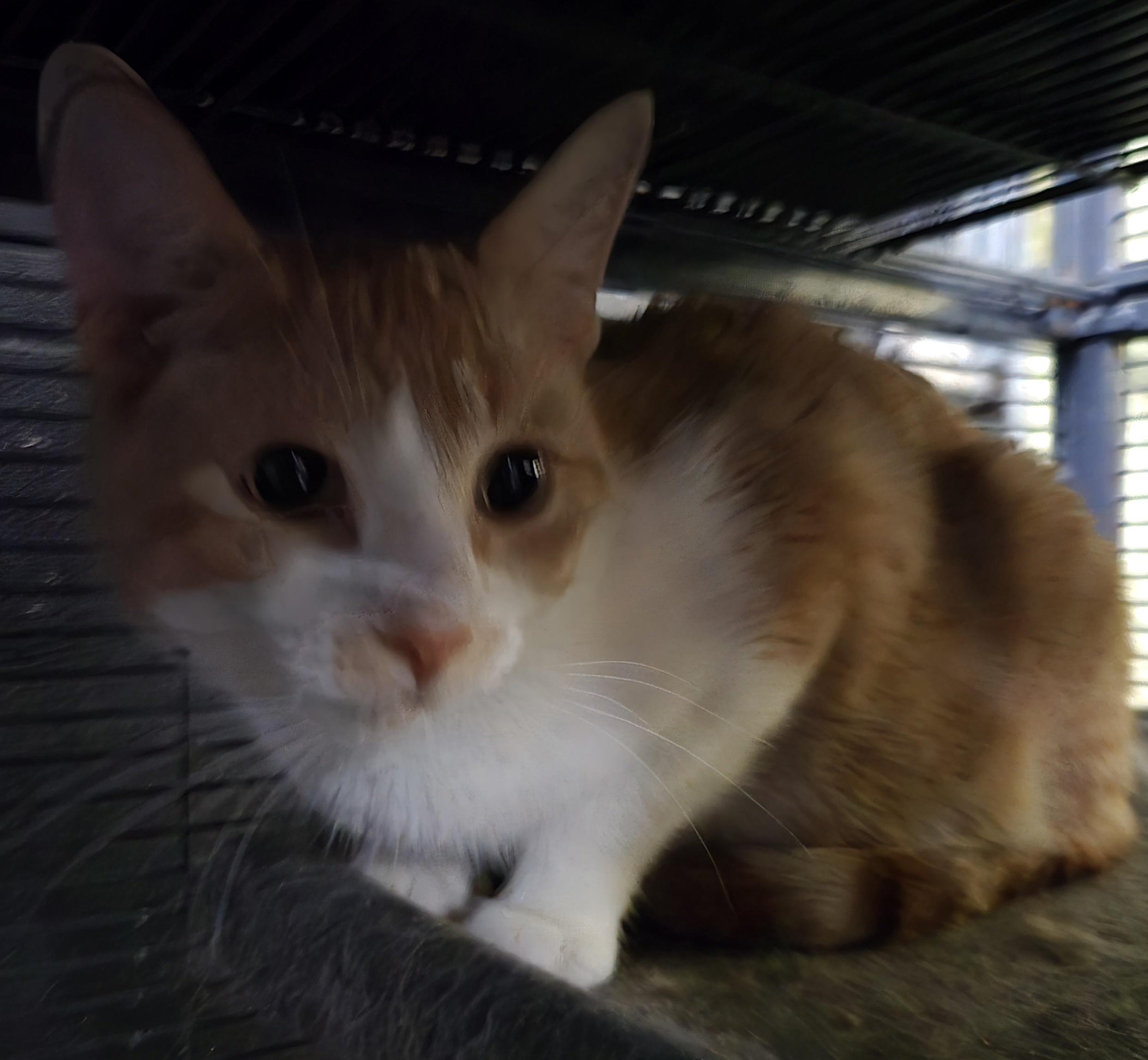Enlarge SAM, a Adoptable Domestic Short Hair in Tillsonburg, ON image 2/4