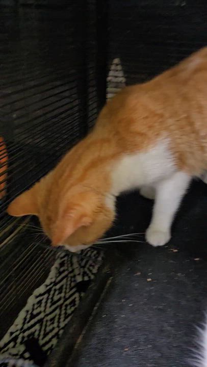 Enlarge SAM, a Adoptable Domestic Short Hair in Tillsonburg, ON video 4/4