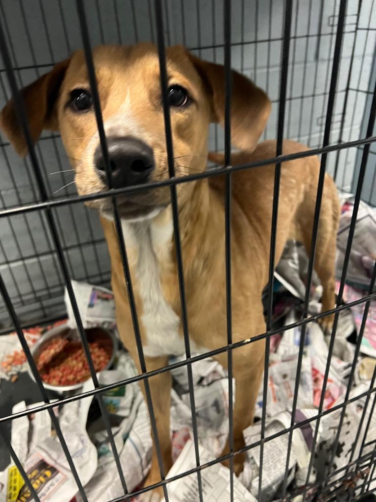 Enlarge Chuck, a Adoptable Labrador Retriever in Greenwood, MS image 1/3