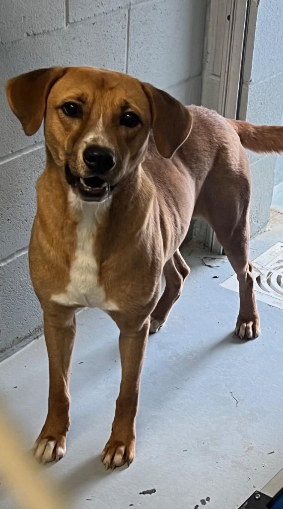 Enlarge Chuck, a Adoptable Labrador Retriever in Greenwood, MS image 2/3