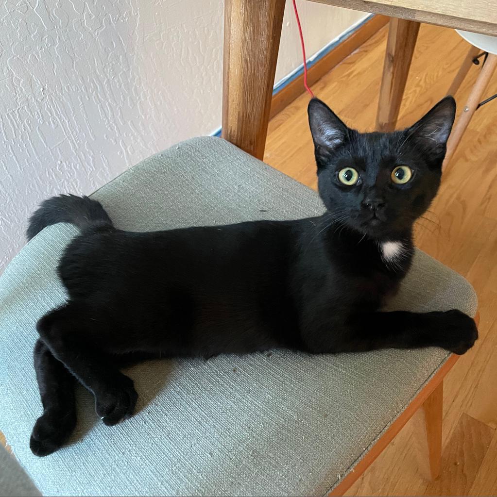 Nugget, Adoptable, Adult Male Domestic Short Hair.