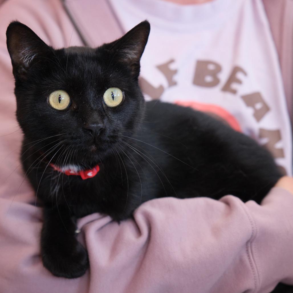 Enlarge Nugget, a Adoptable Domestic Short Hair in Morgan Hill, CA image 2/3