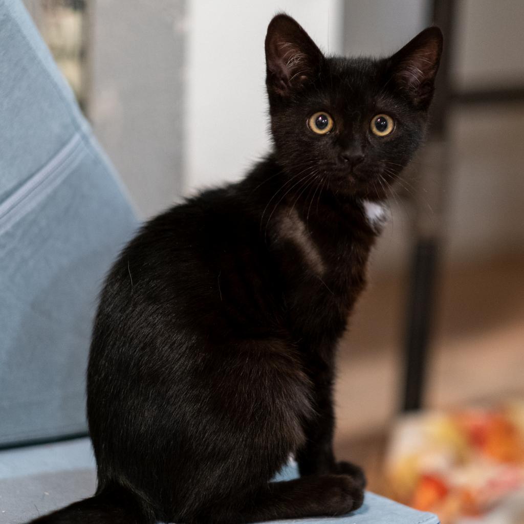 Enlarge Nugget, a Adoptable Domestic Short Hair in Morgan Hill, CA image 2/2