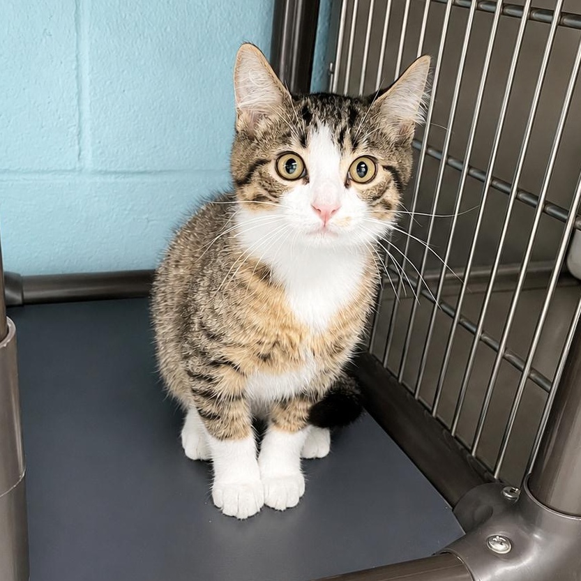 Enlarge Shadow - ADOPTION PENDING, an adopted Domestic Short Hair in Jamestown, ND image 2/2