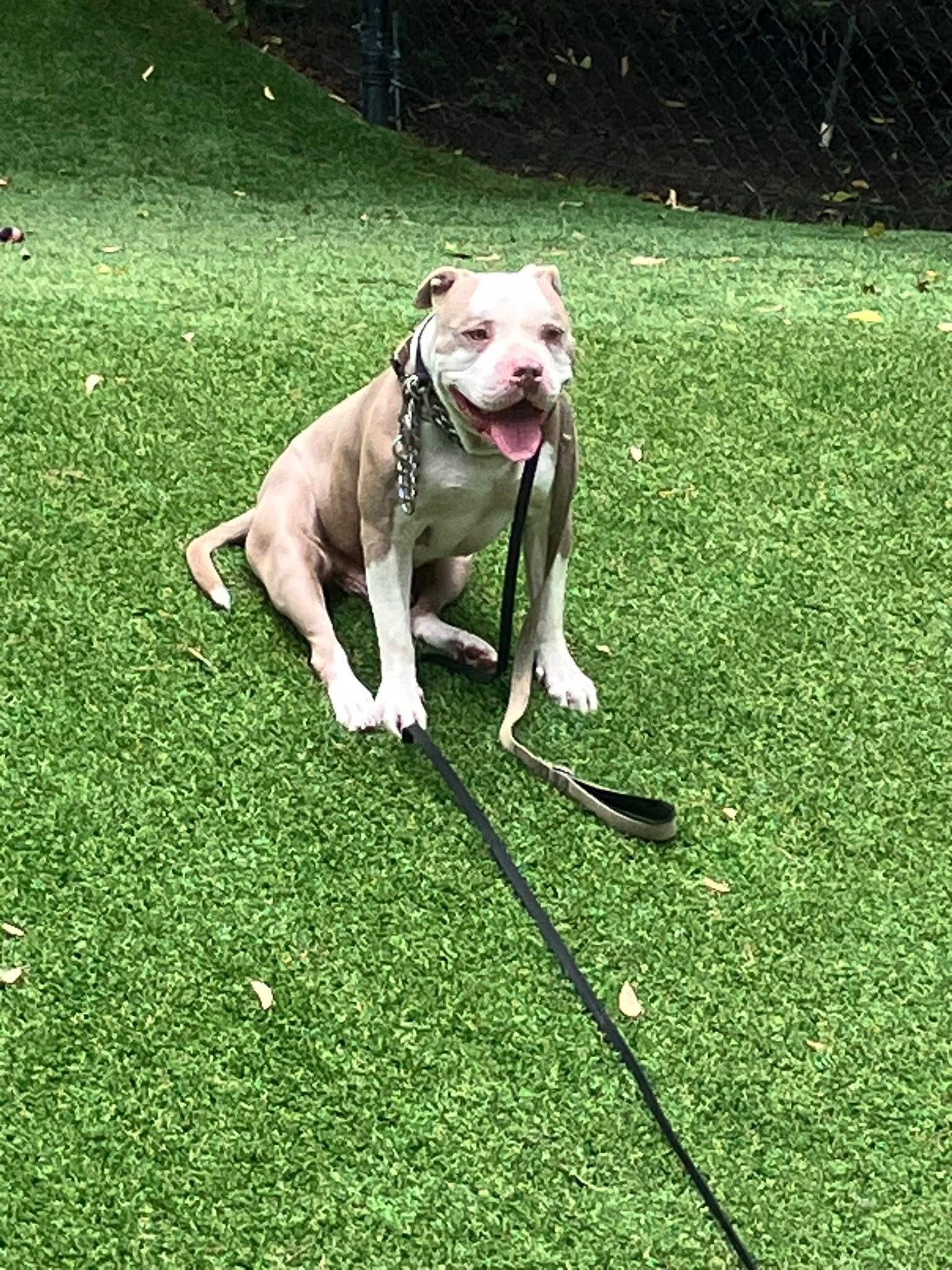 Toby Pit Bull Terrier Dog