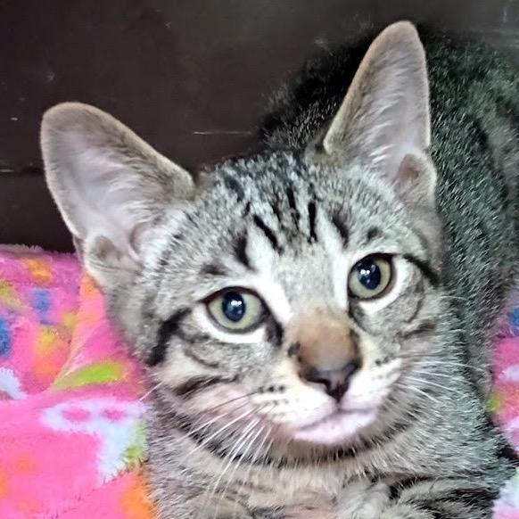 Toby, Adoptable, Kitten Male Domestic Short Hair & Domestic Short Hair.
