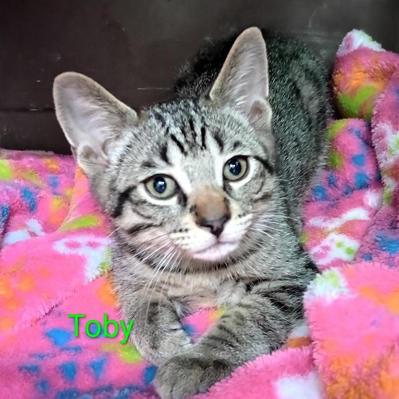 Enlarge Toby, a Adoptable mixed breed in Grand Rapids, MN image 1/1