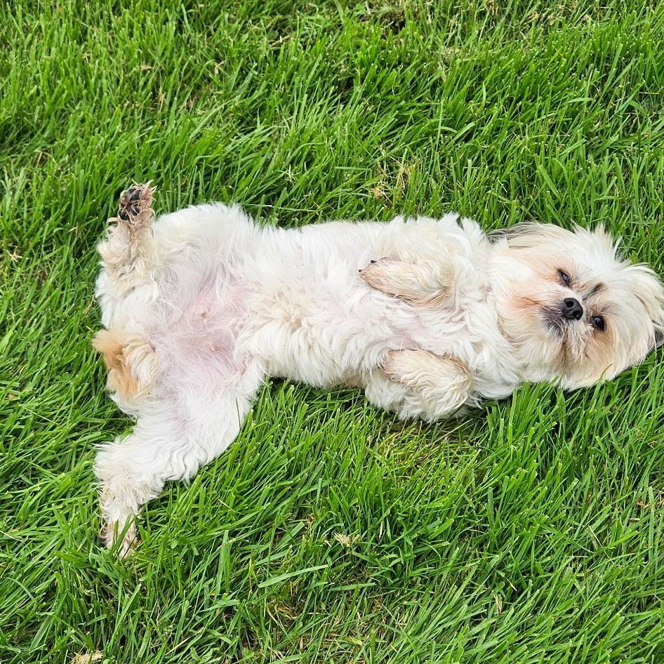 Bella, an adoptable Pekingese, Miniature Poodle in Burlington, VT, 05401 | Photo Image 5
