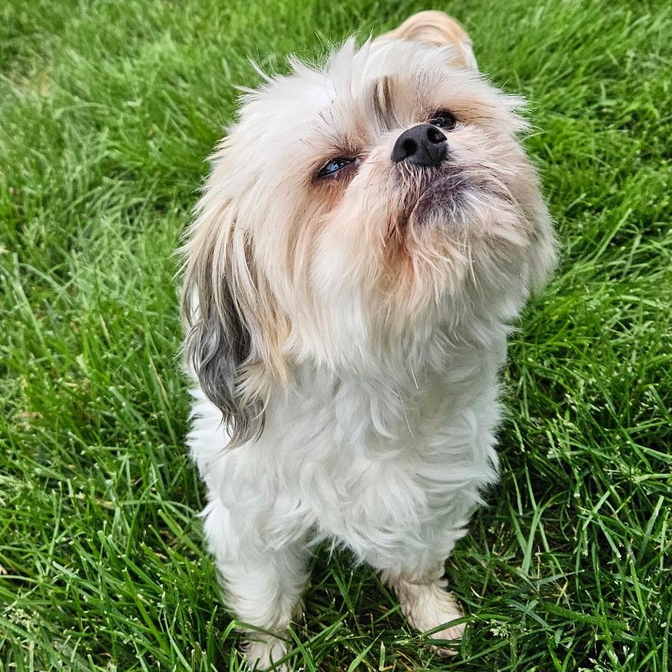 Bella, an adoptable Pekingese, Miniature Poodle in Burlington, VT, 05401 | Photo Image 6