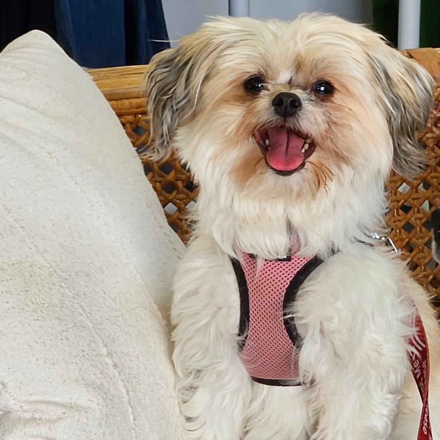 Bella, an adoptable Pekingese, Miniature Poodle in Burlington, VT, 05401 | Photo Image 1