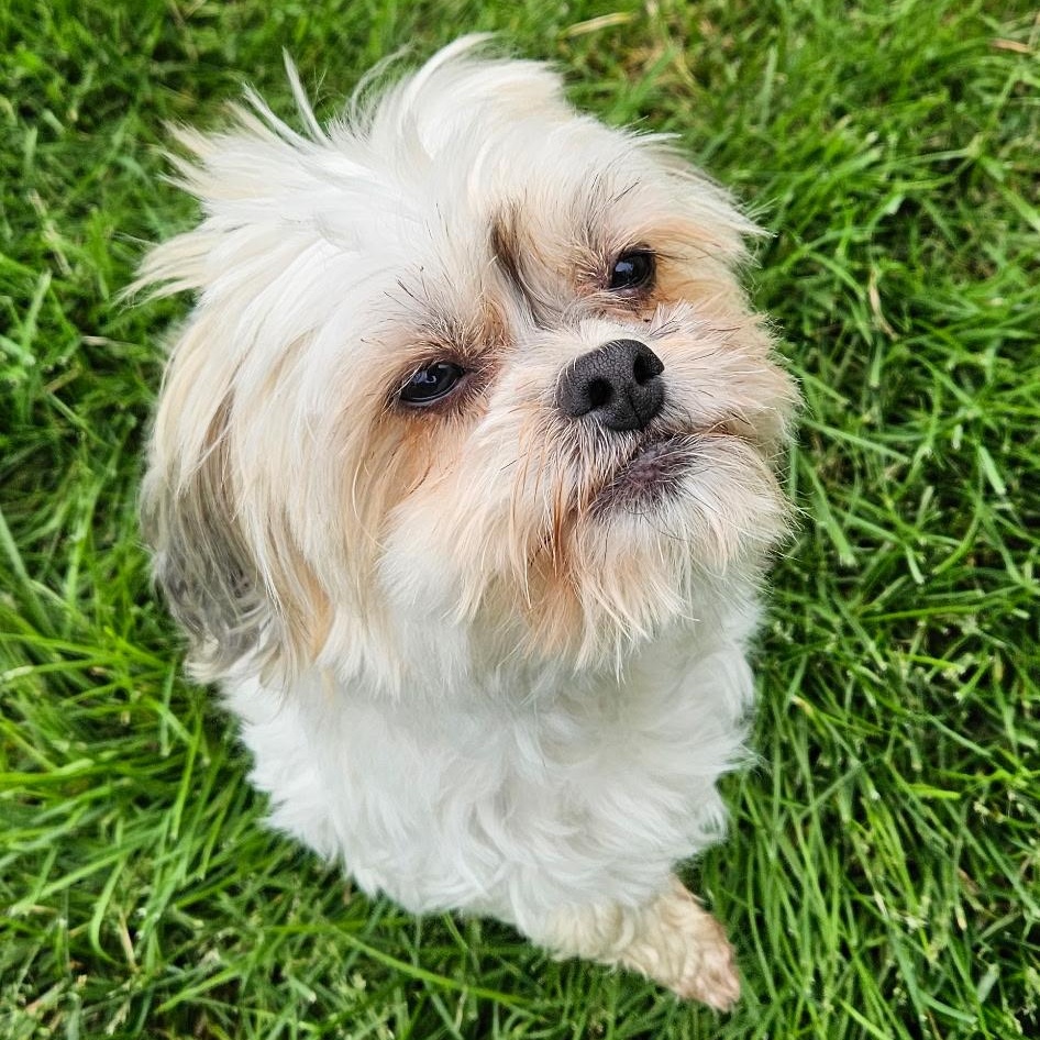 Bella, an adoptable Pekingese, Miniature Poodle in Burlington, VT, 05401 | Photo Image 1