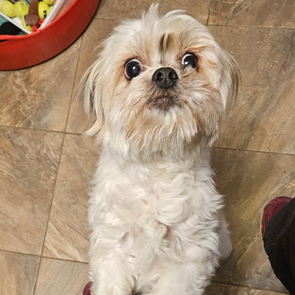 Bella, an adoptable Pekingese, Miniature Poodle in Burlington, VT, 05401 | Photo Image 4