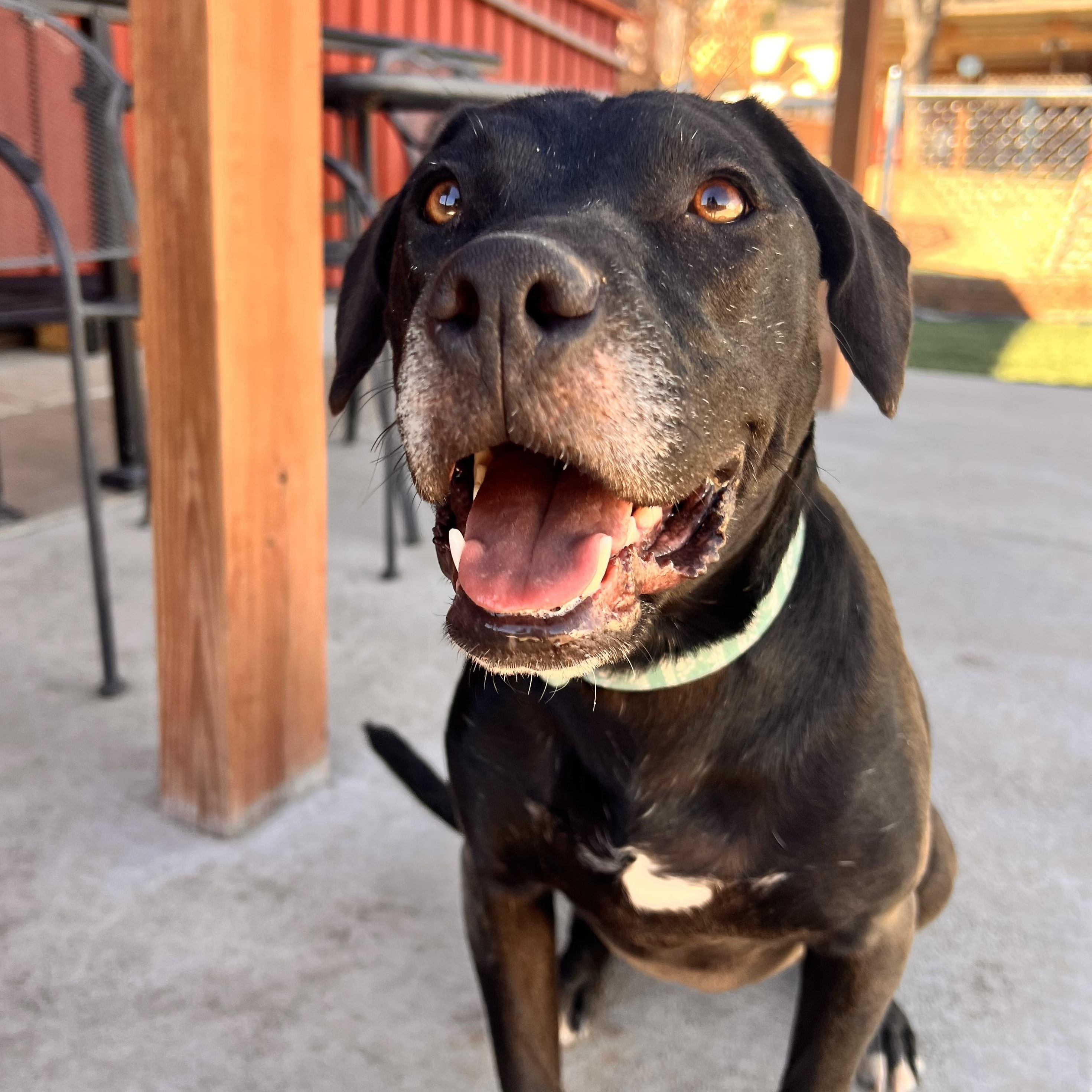 Enlarge Salem, a ADOPTABLE mixed breed in Loveland, CO image 6/6
