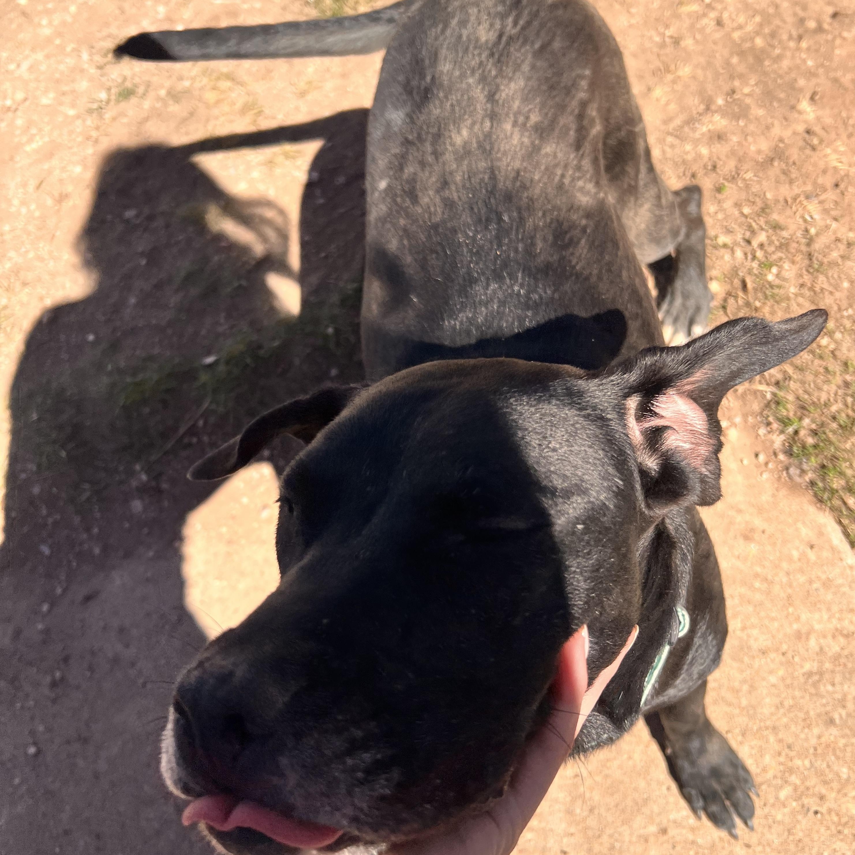 Enlarge Salem, a ADOPTABLE mixed breed in Loveland, CO image 3/6