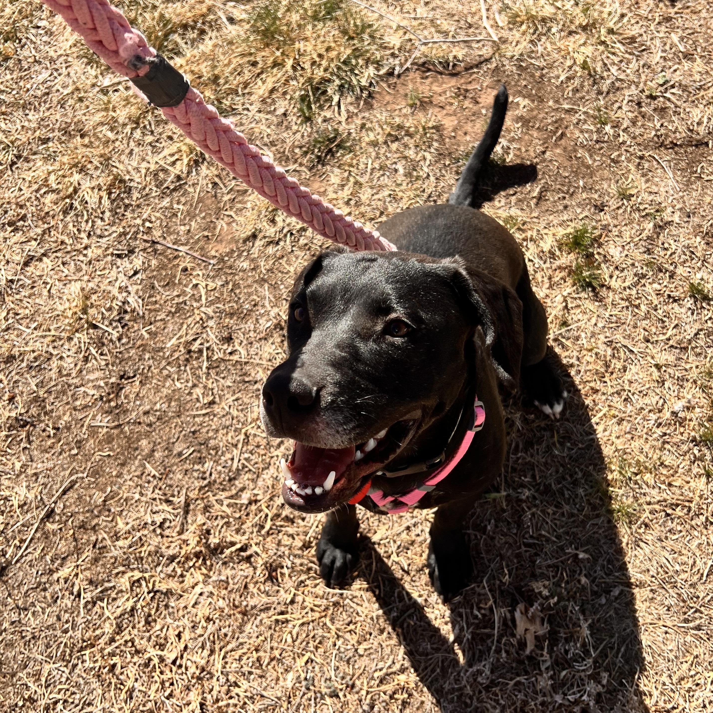 Enlarge Salem, a ADOPTABLE mixed breed in Loveland, CO image 5/6