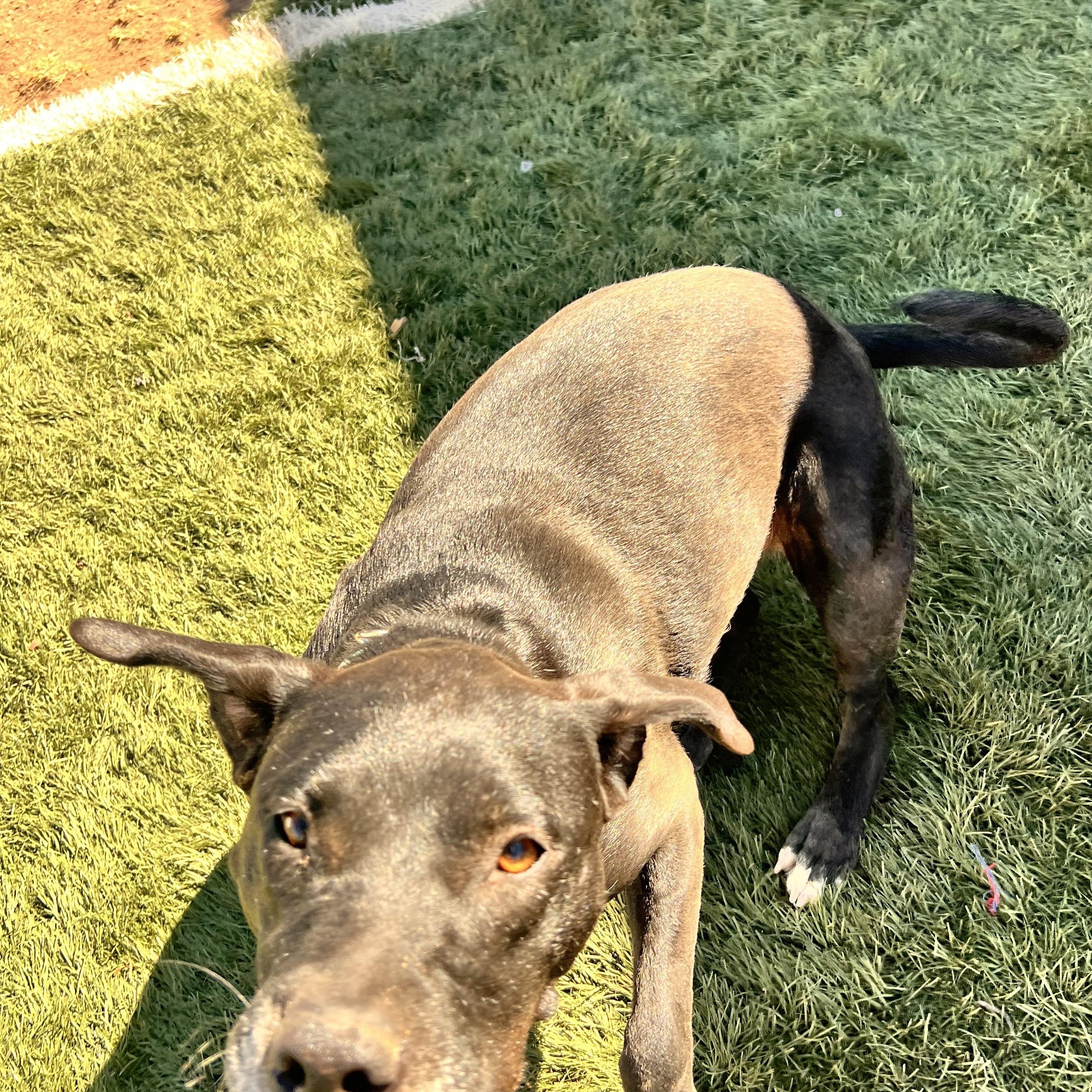 Enlarge Salem, a ADOPTABLE mixed breed in Loveland, CO image 4/6