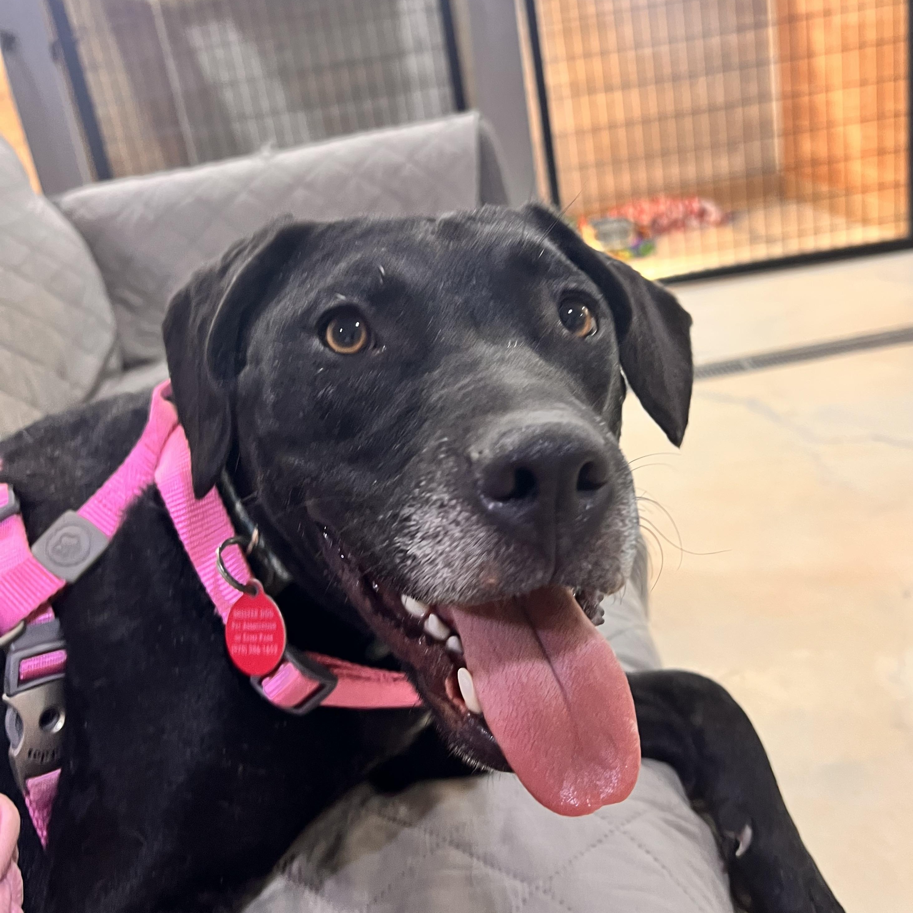 Salem, adoptable, Puppy Female Black Labrador Retriever.