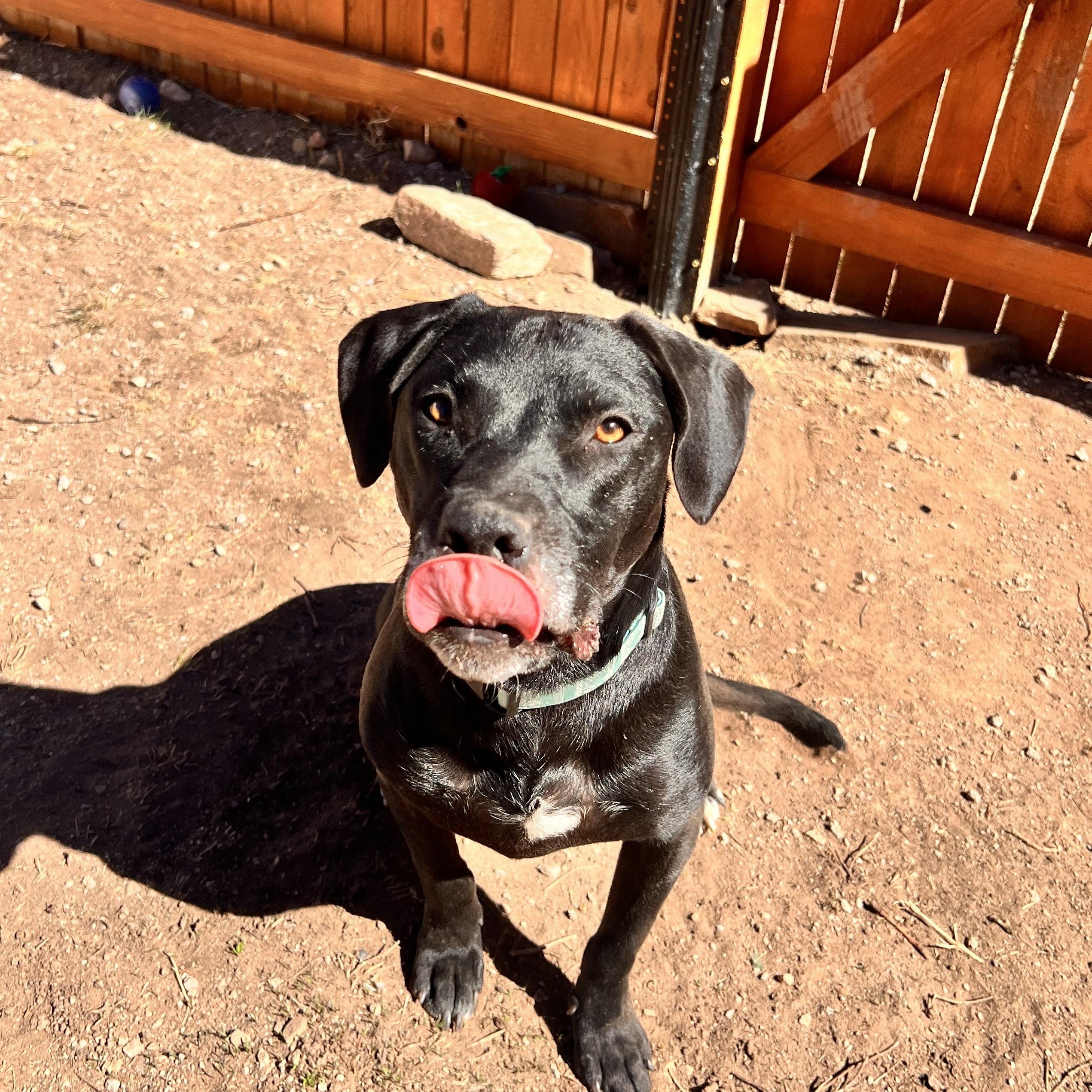 Enlarge Salem, a ADOPTABLE mixed breed in Loveland, CO image 2/6