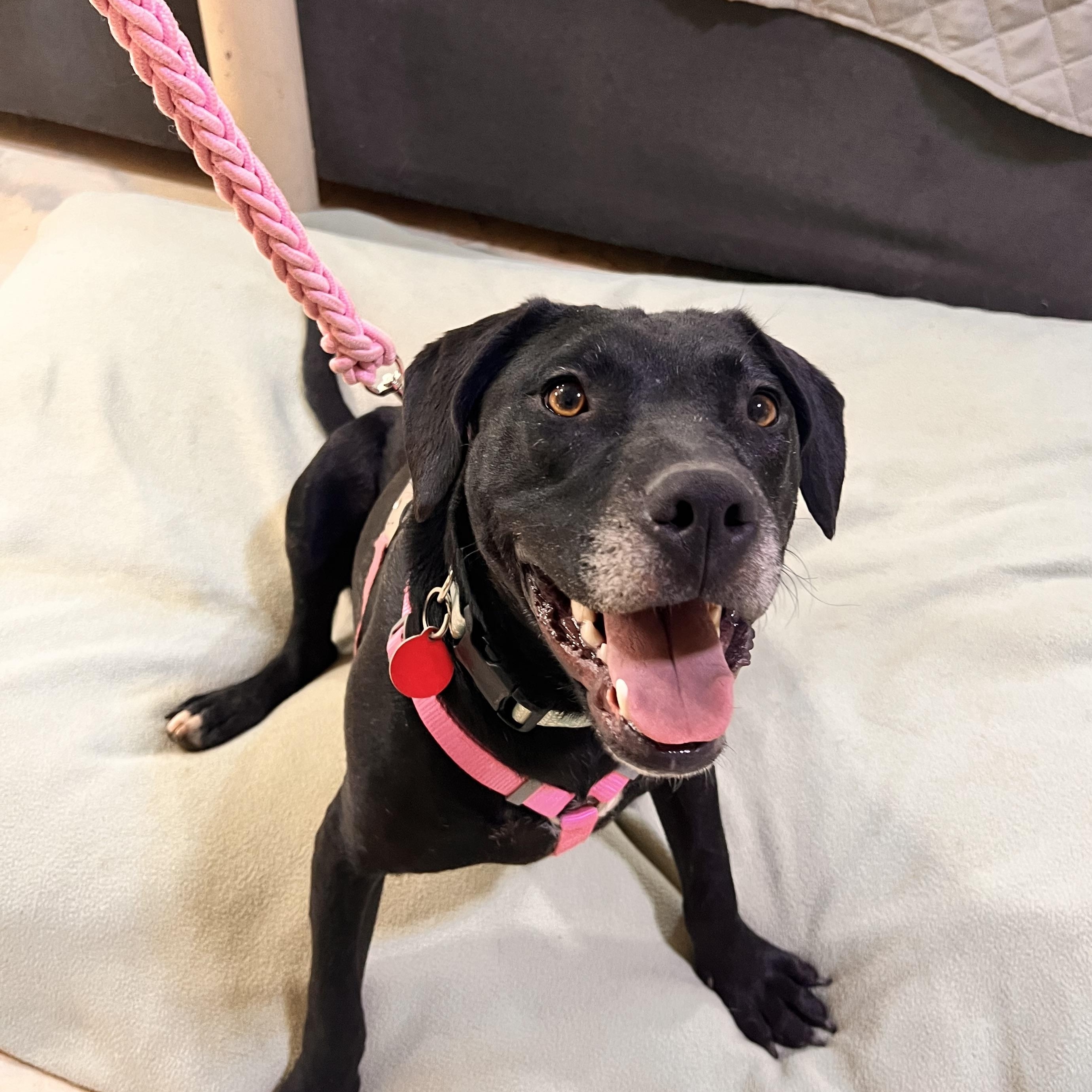 Salem, ADOPTABLE, Puppy Female Black Labrador Retriever.