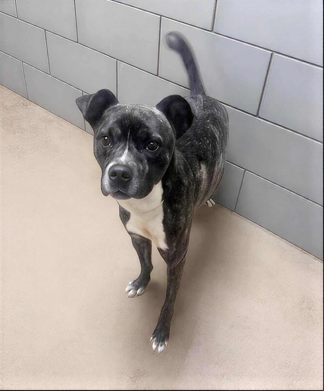 Big Dean, adopted, Adult Male Mixed Breed.