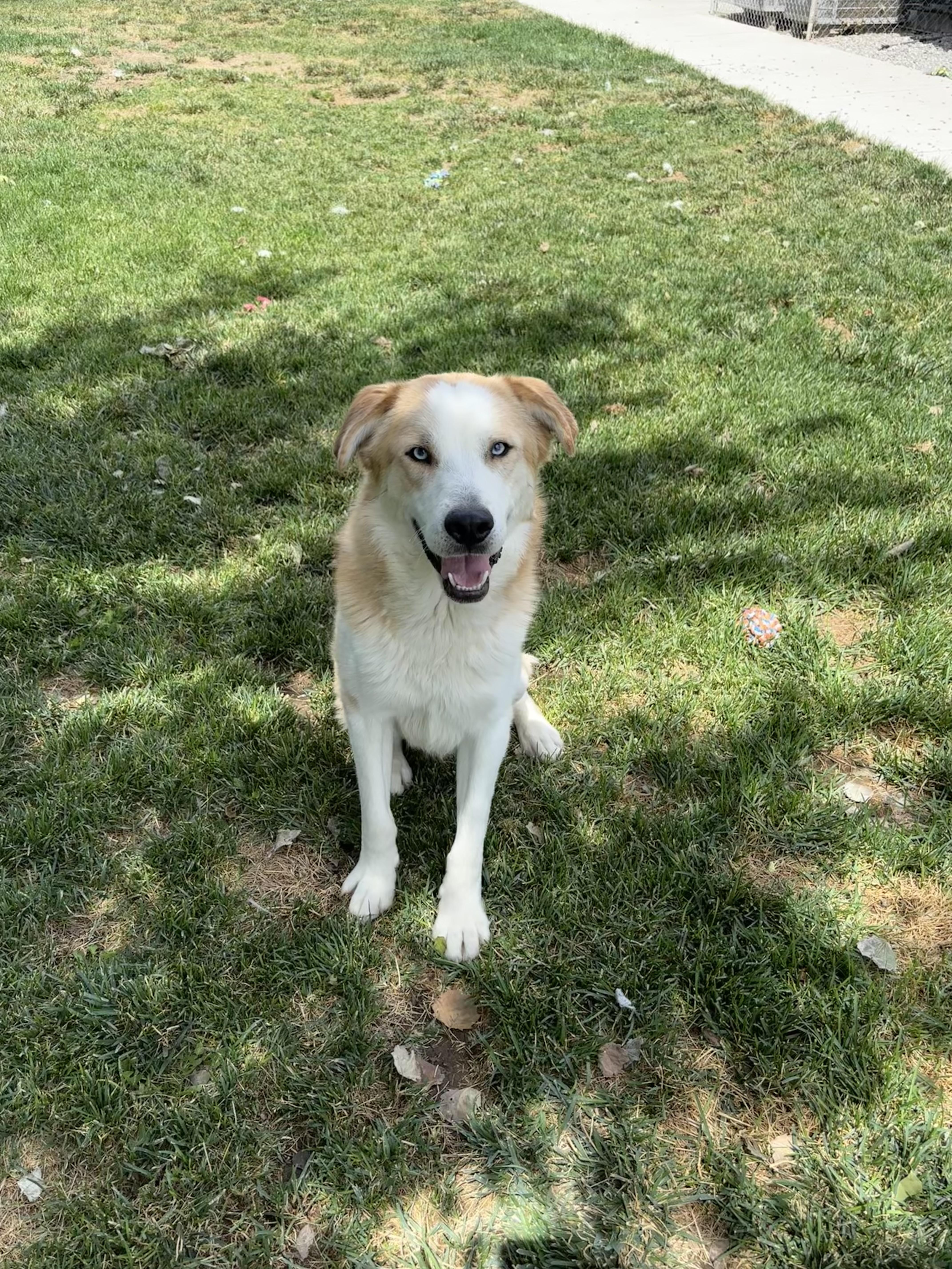 Enlarge Baxter, a Adoptable mixed breed in Quincy, WA image 1/3