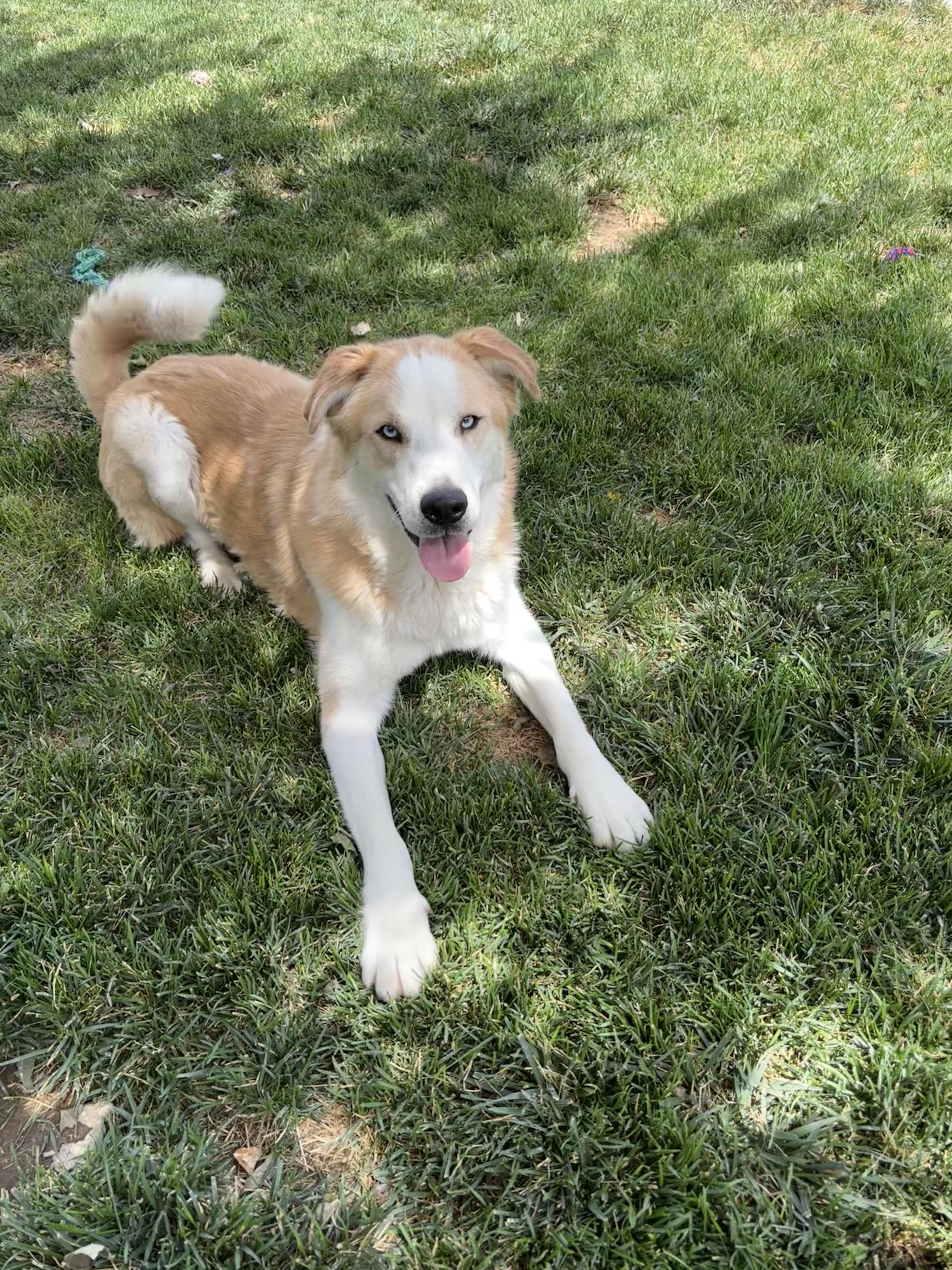 Enlarge Baxter, a Adoptable mixed breed in Quincy, WA image 3/3