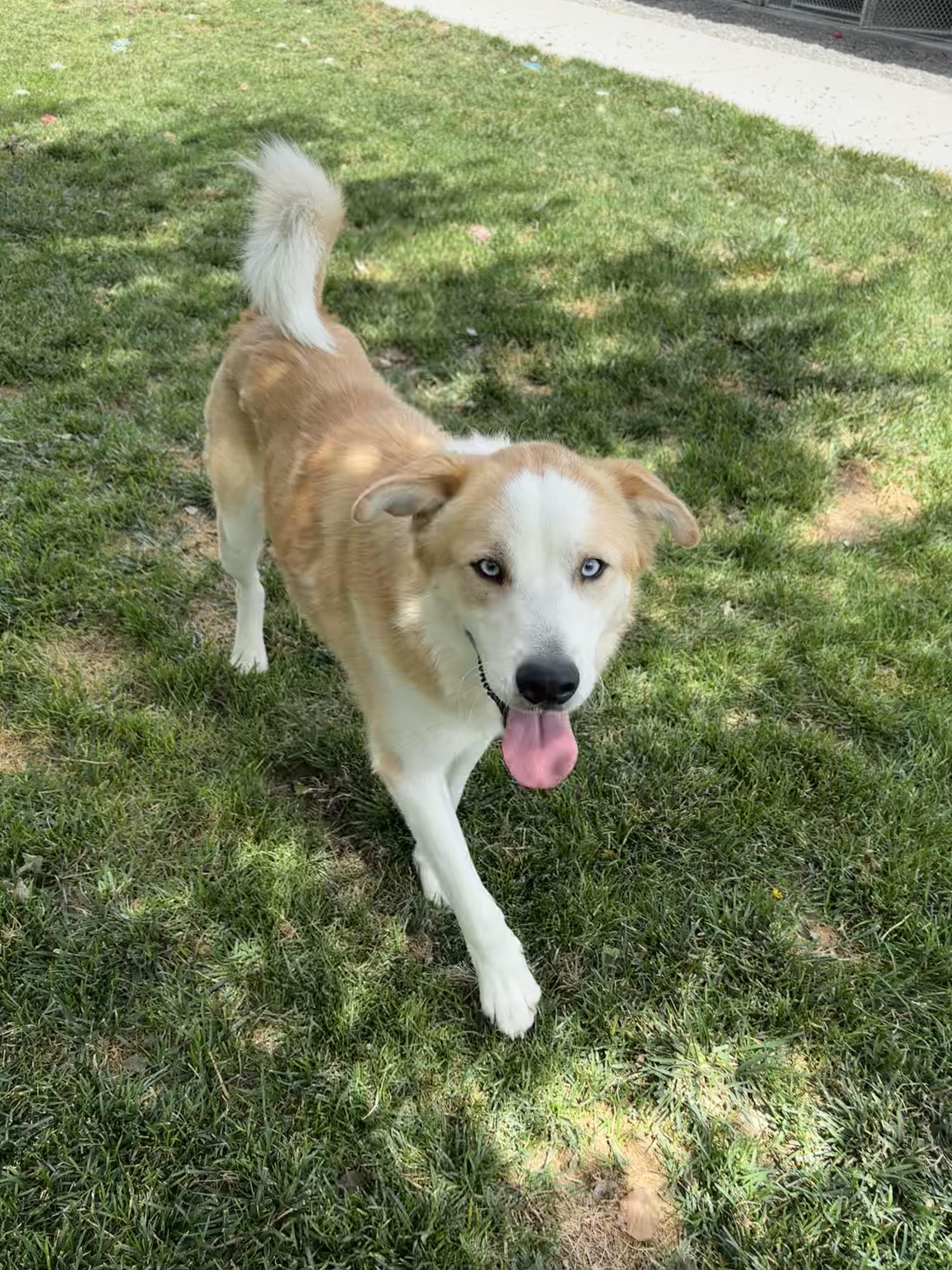 Enlarge Baxter, a Adoptable mixed breed in Quincy, WA image 2/3