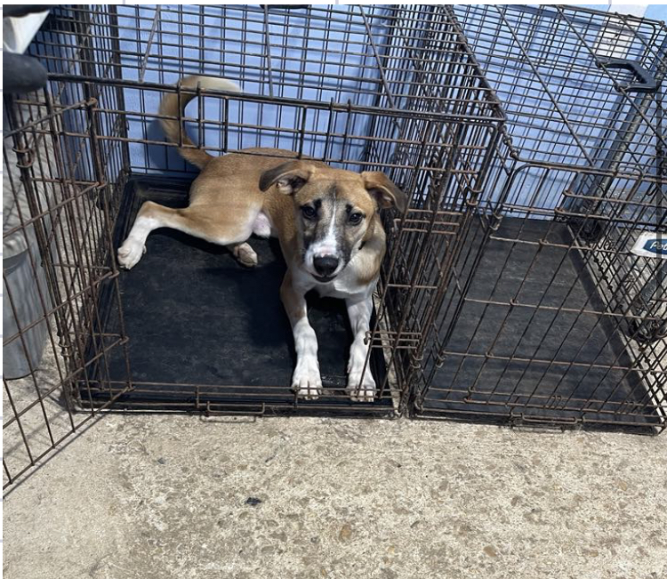 Joey 1, Adoptable, Young Male Hound.