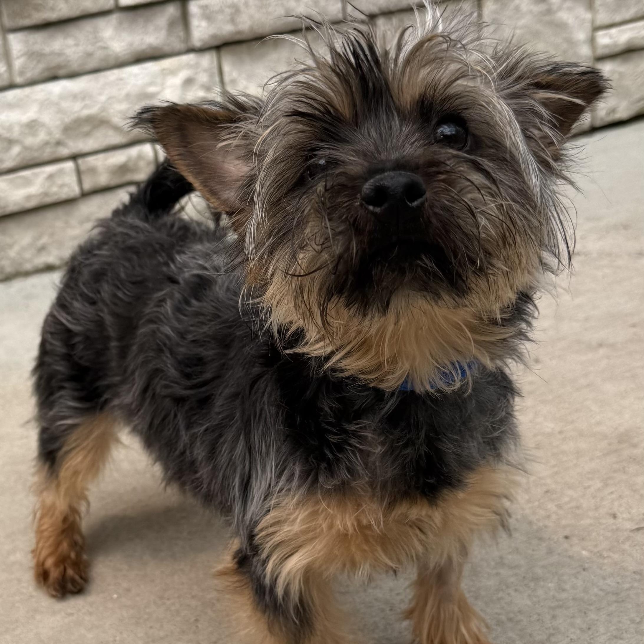 Sienna, adopted, Adult Female Yorkshire Terrier.