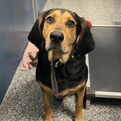 Trevor, Adoptable, Adult Male Mixed Breed.