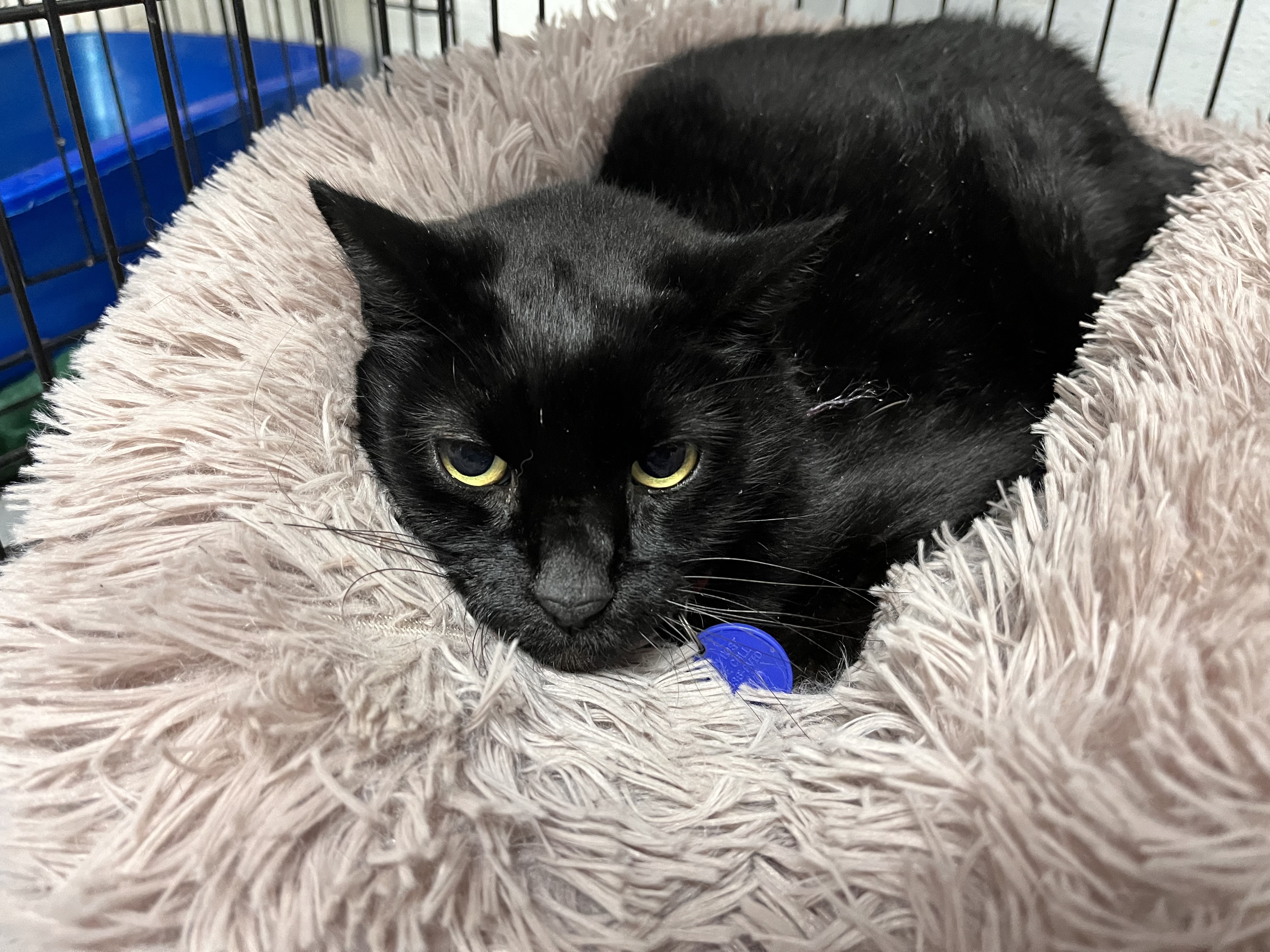 Cat for adoption Inky, a Domestic Short Hair in Northwood, NH Petfinder