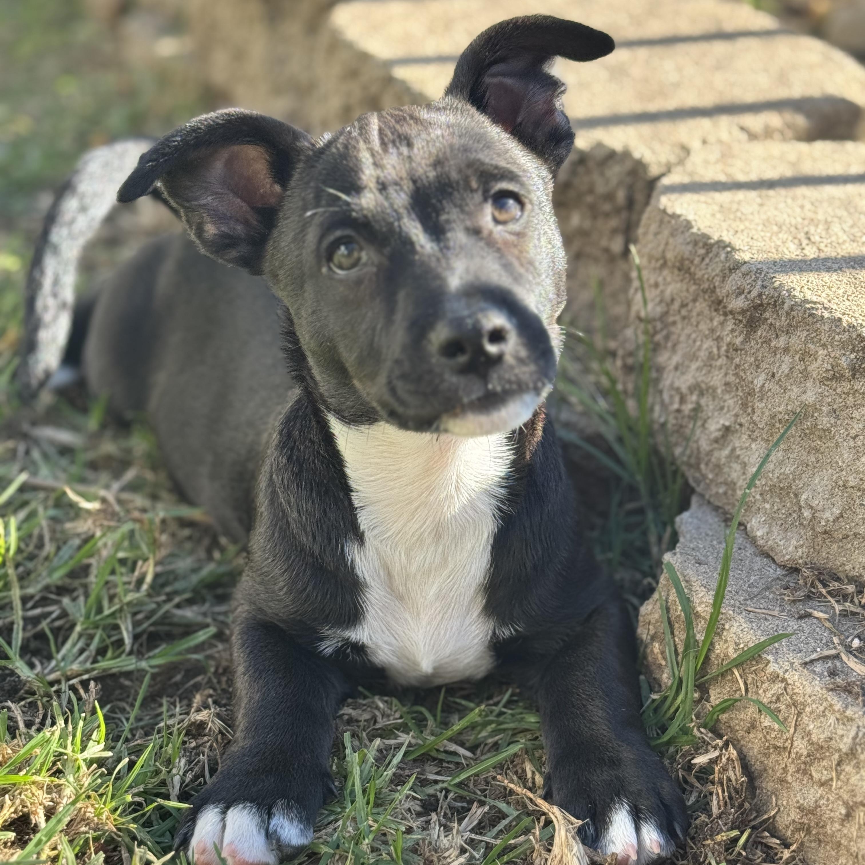 Karhu (Milestone litter), a Adoptable mixed breed in San Diego, CA image 2/4