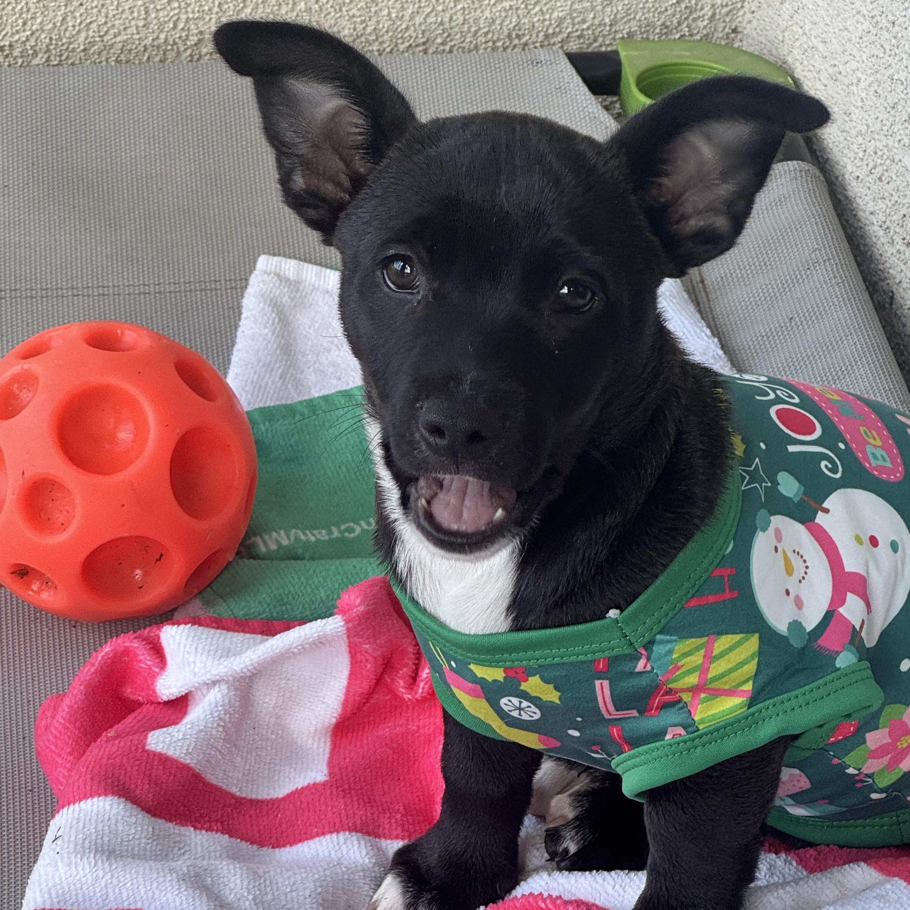 Karhu (Milestone litter), a Adoptable mixed breed in San Diego, CA image 3/4