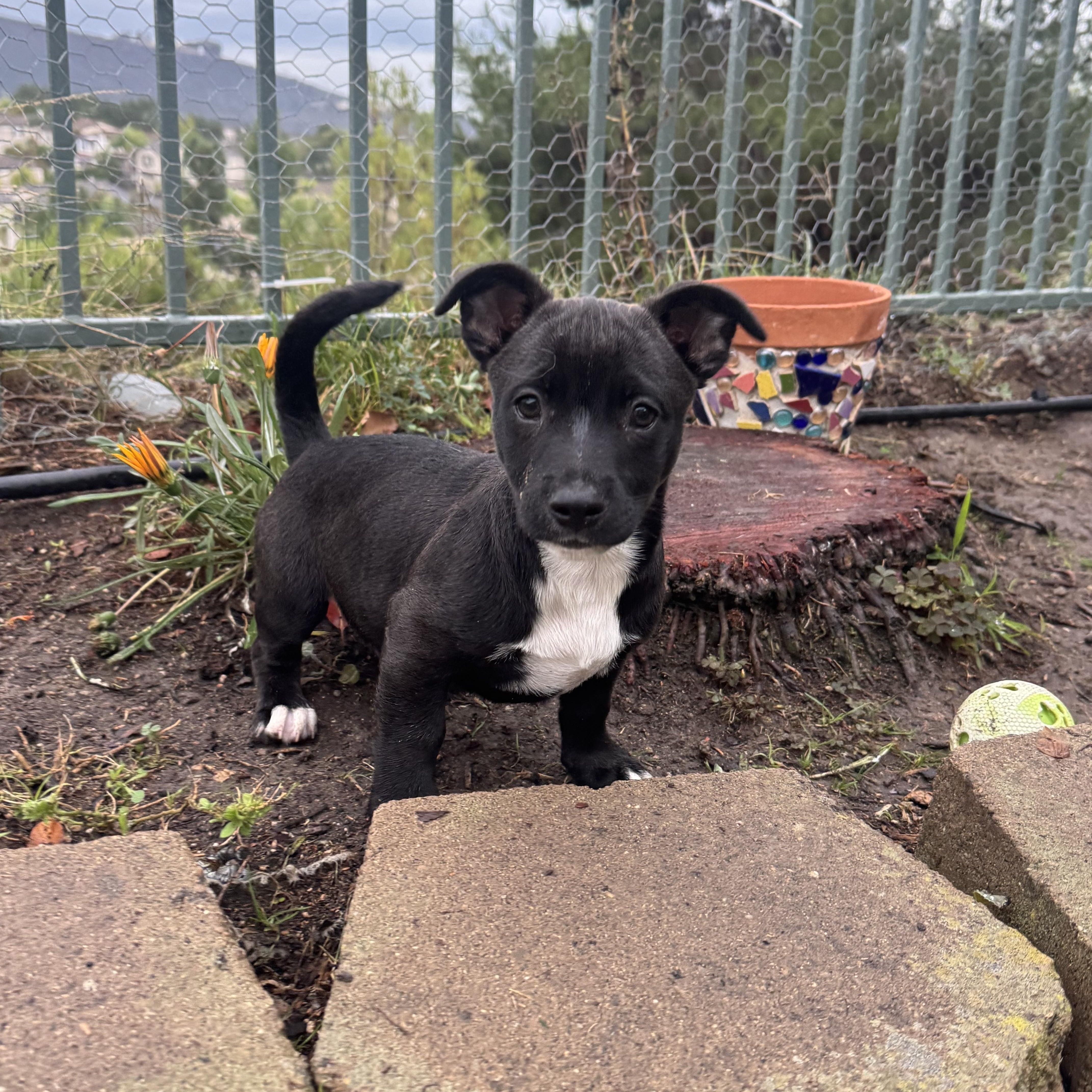 Karhu (Milestone litter), Adoptable, Puppy Male Terrier.