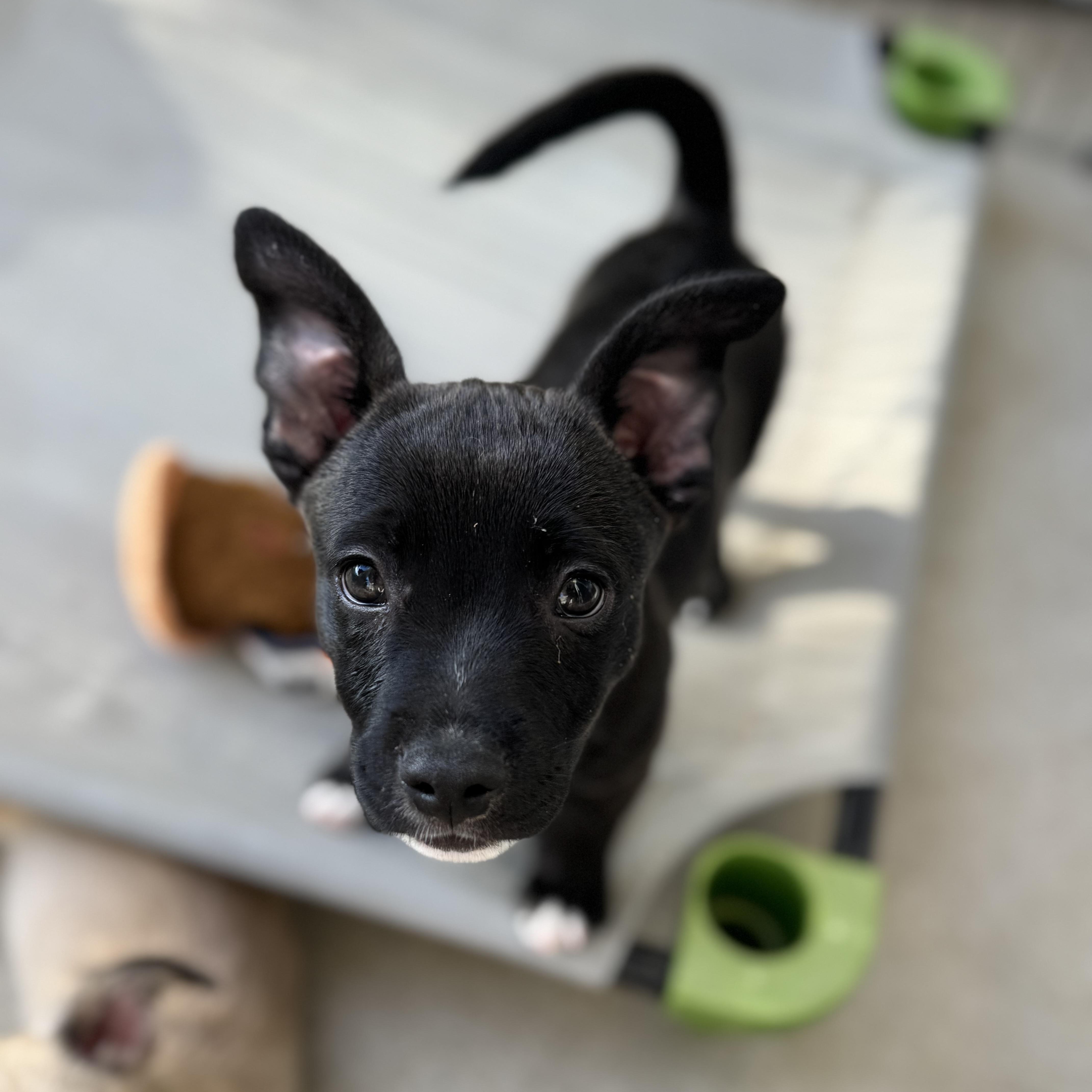 Karhu (Milestone litter), a Adoptable mixed breed in San Diego, CA image 4/4