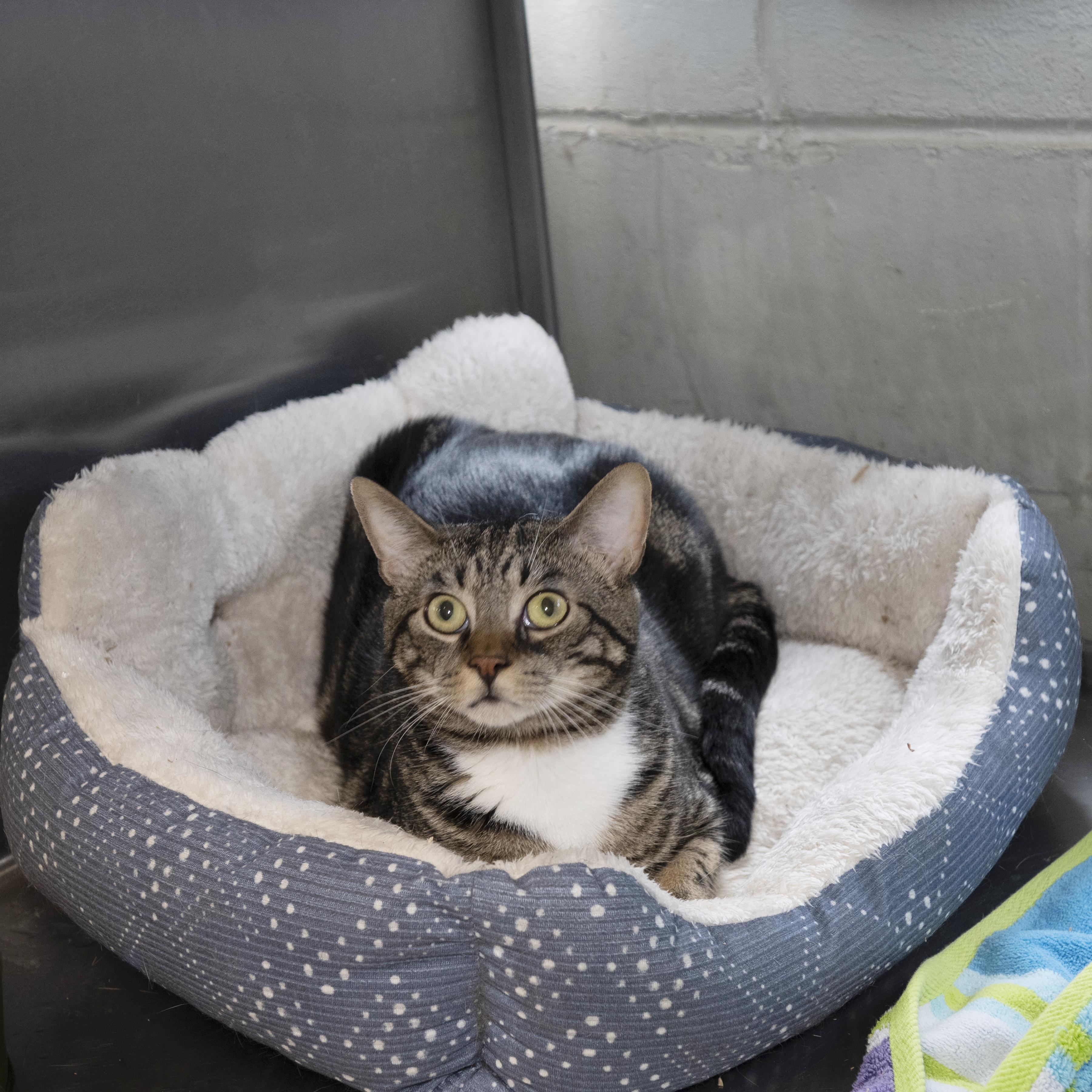 Quartz, Adoptable, Adult Male Domestic Short Hair.