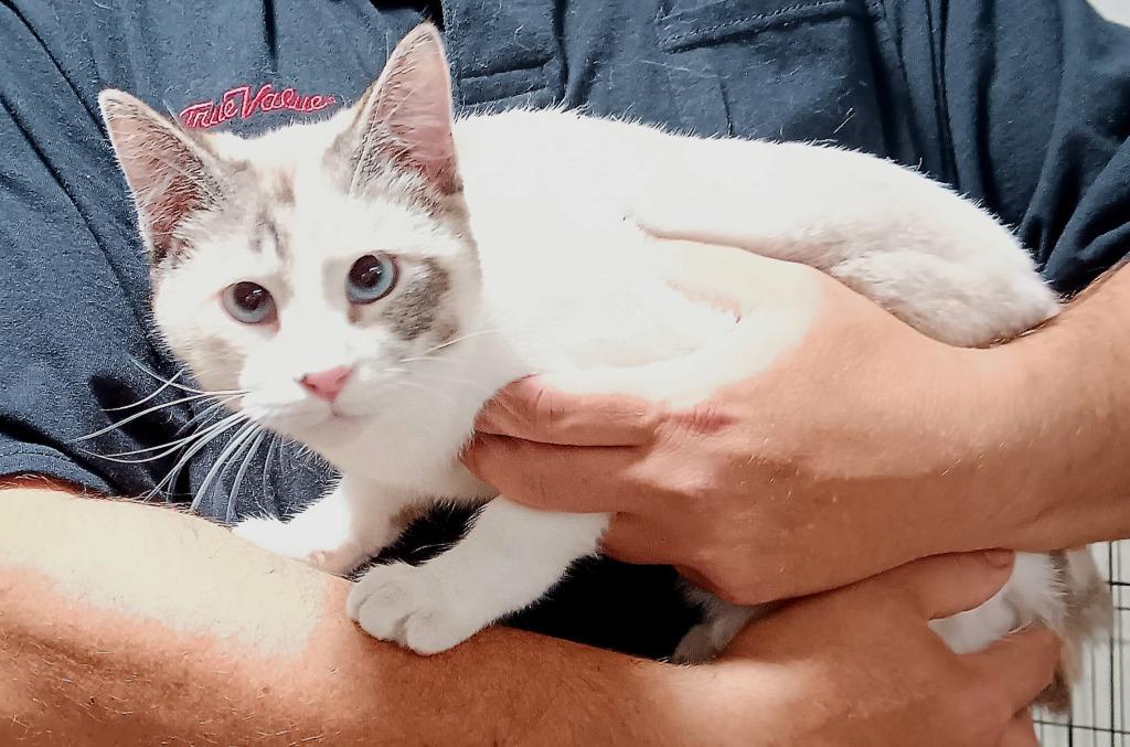 Enlarge Seraphina, a Adopted Siamese in Fort Stockton, TX image 2/2