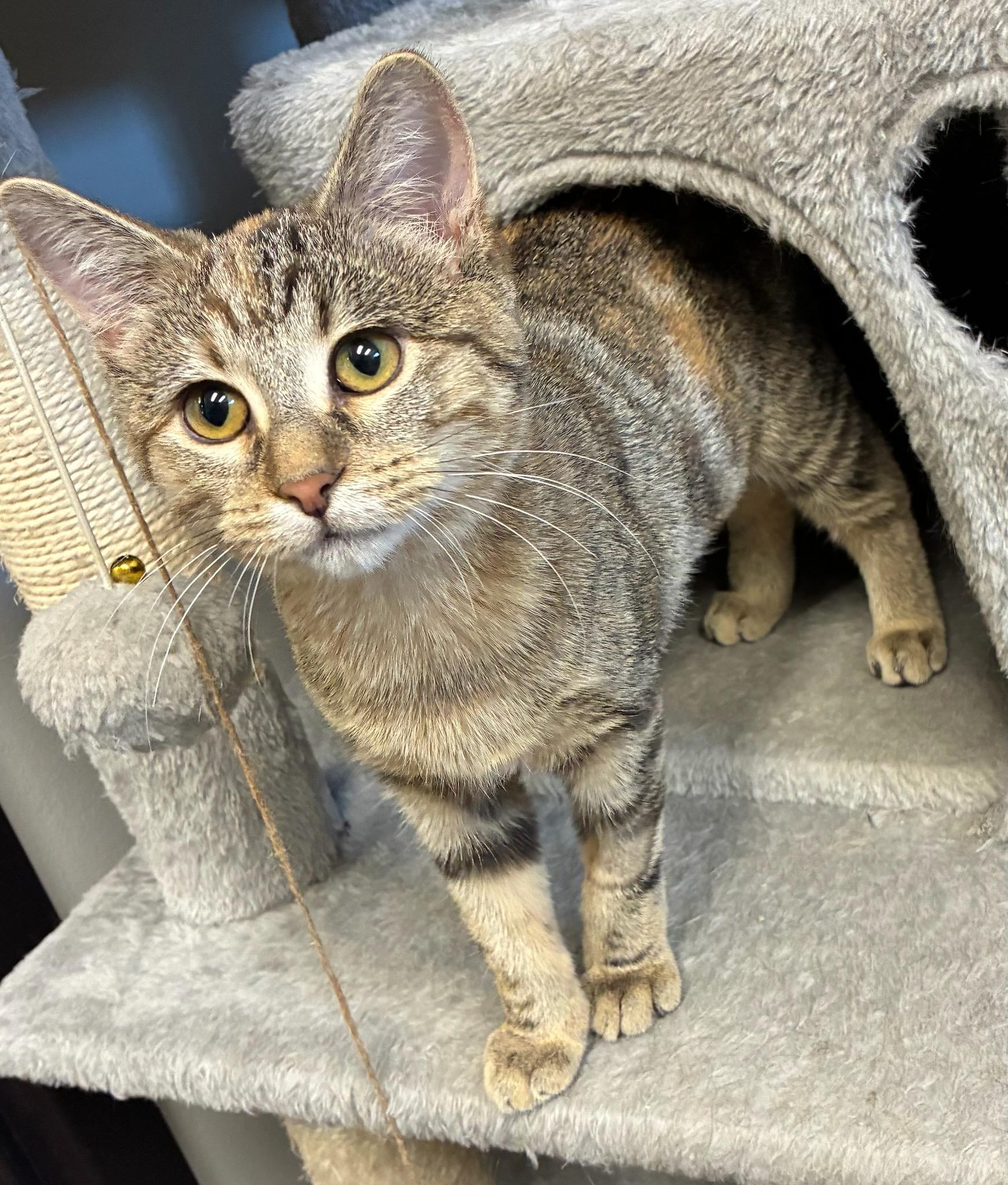 Jessie, ADOPTABLE, Young Female Domestic Short Hair.