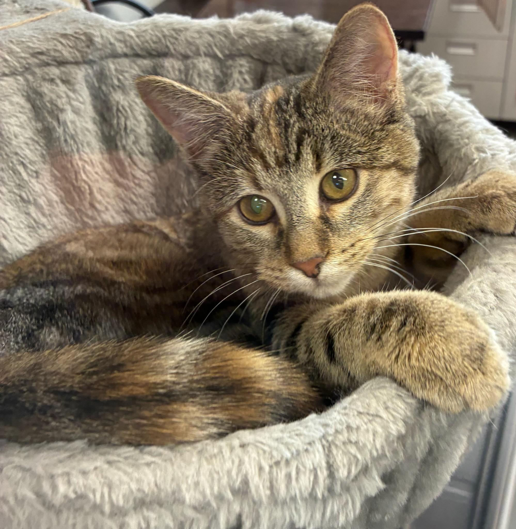 Enlarge Jessie, a ADOPTABLE Domestic Short Hair in Atlantic, IA image 2/2