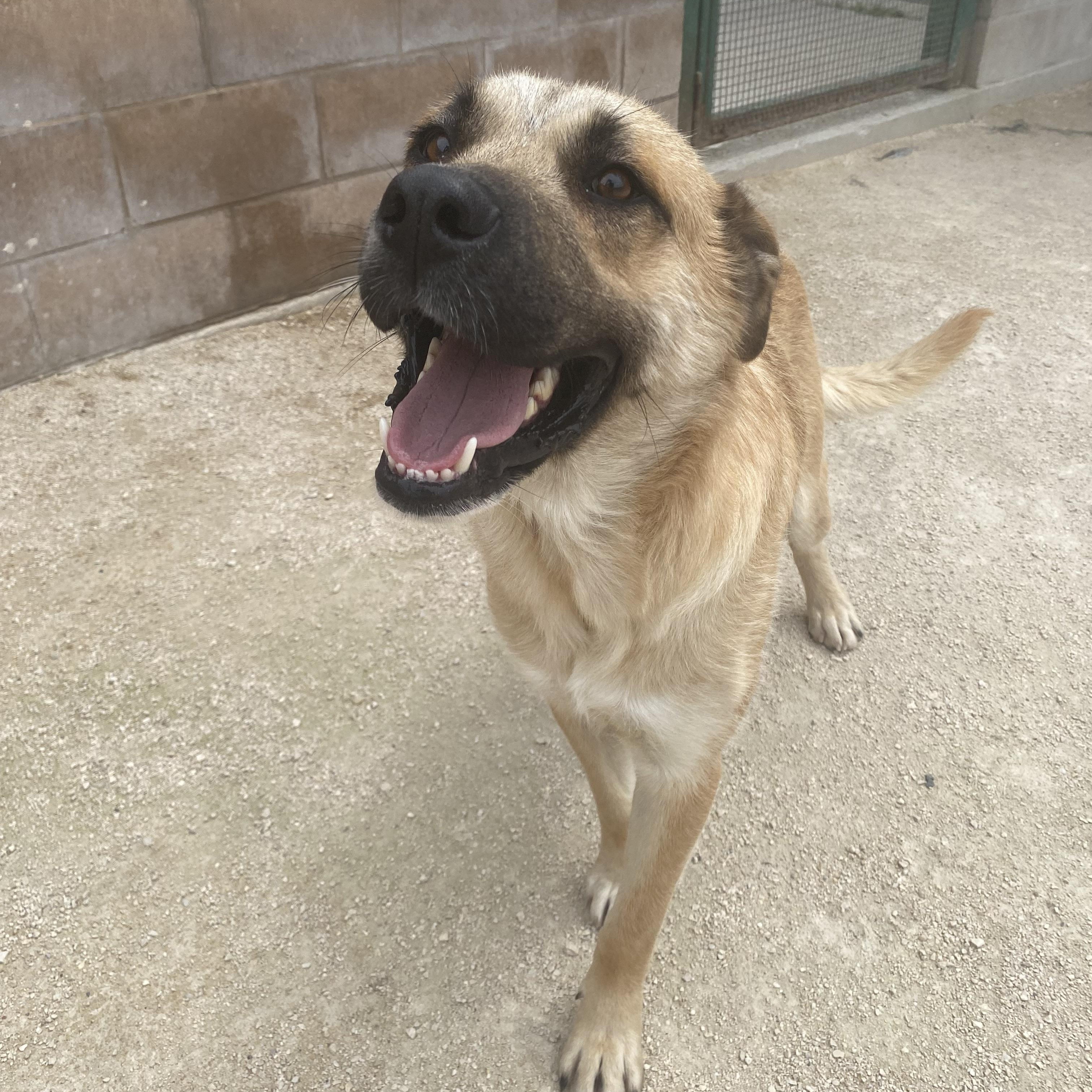 Ranger, an adoptable mixed breed in Winnipeg, MB image 2/4