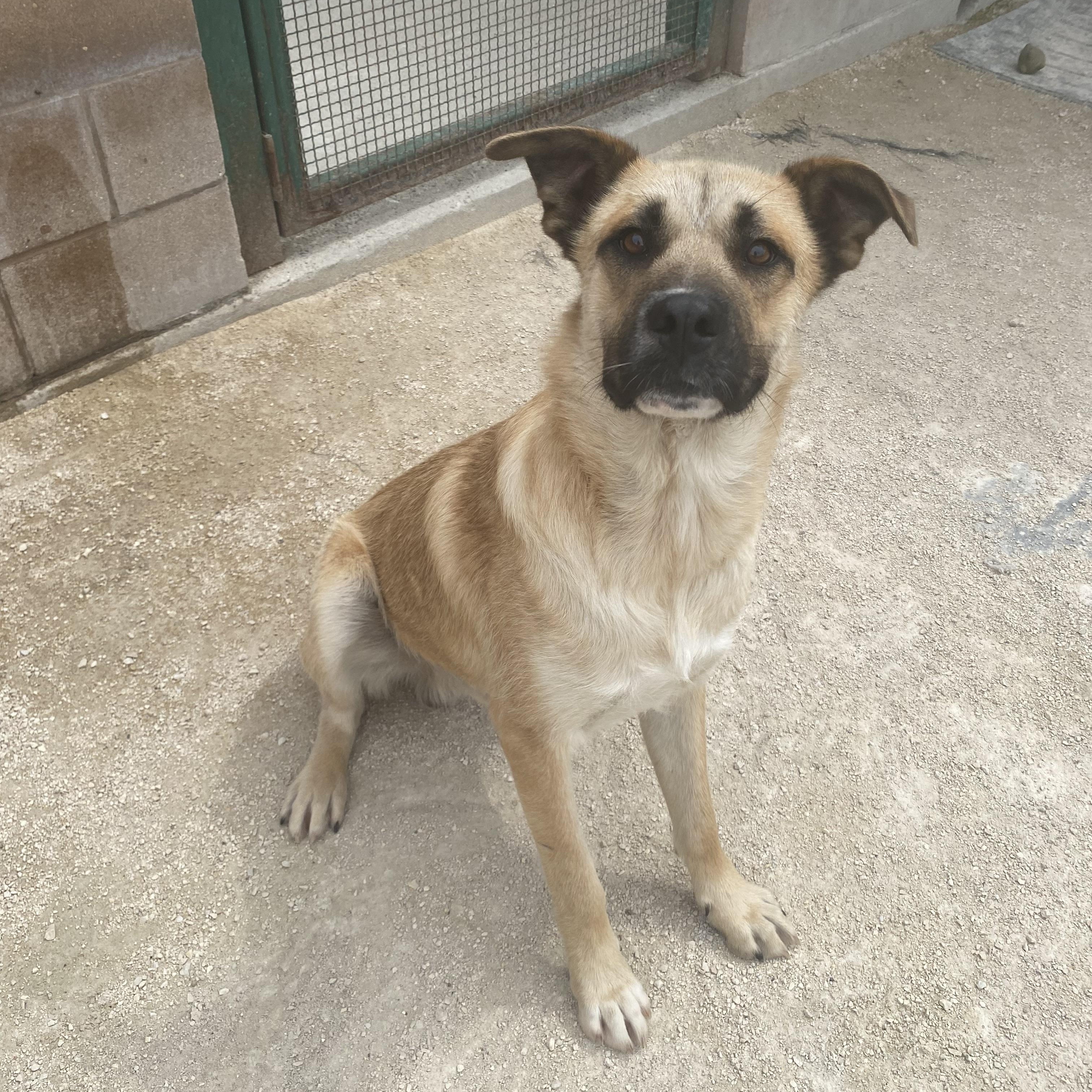 Ranger, an adoptable mixed breed in Winnipeg, MB image 4/4