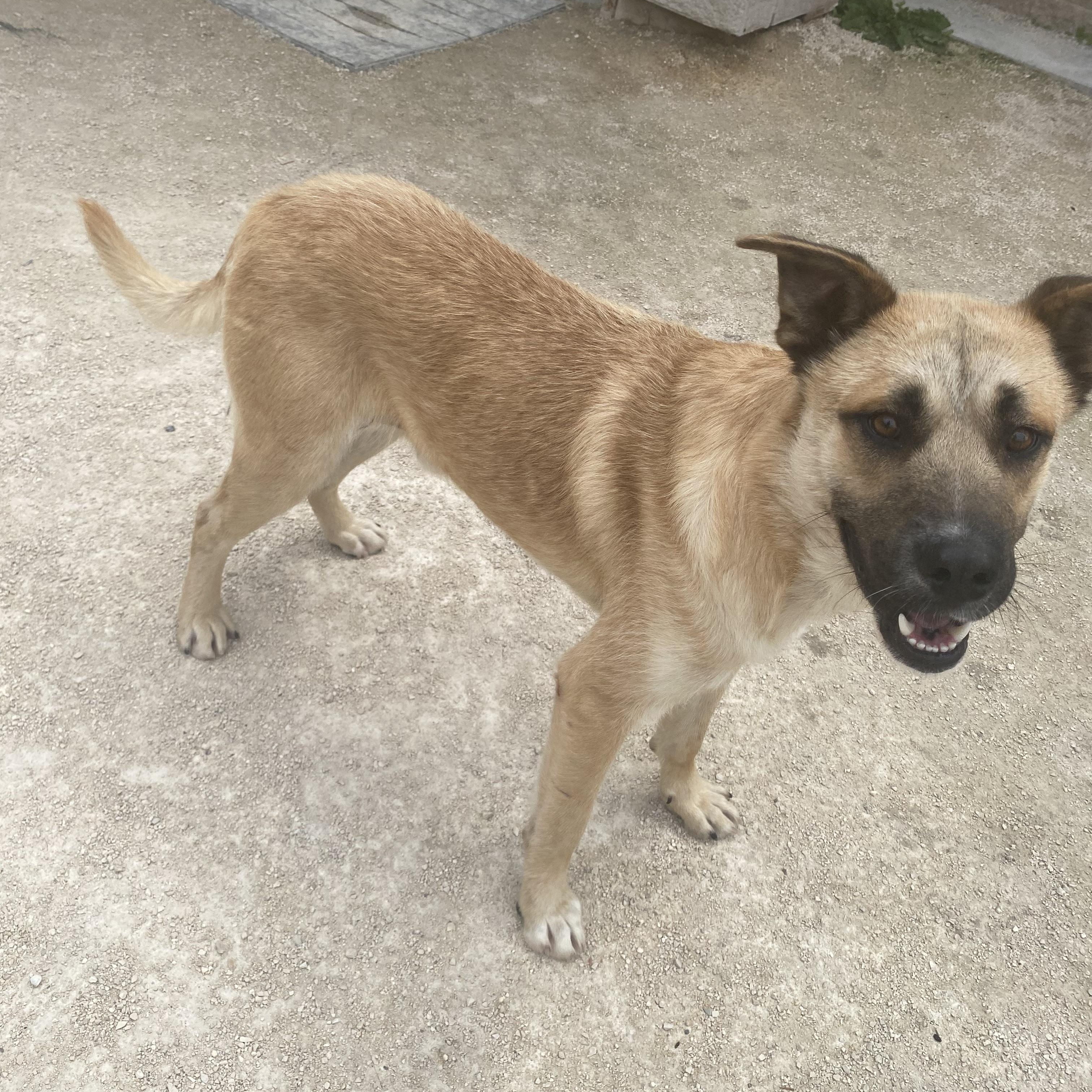 Ranger, adoptable, Adult Male German Shepherd Dog.
