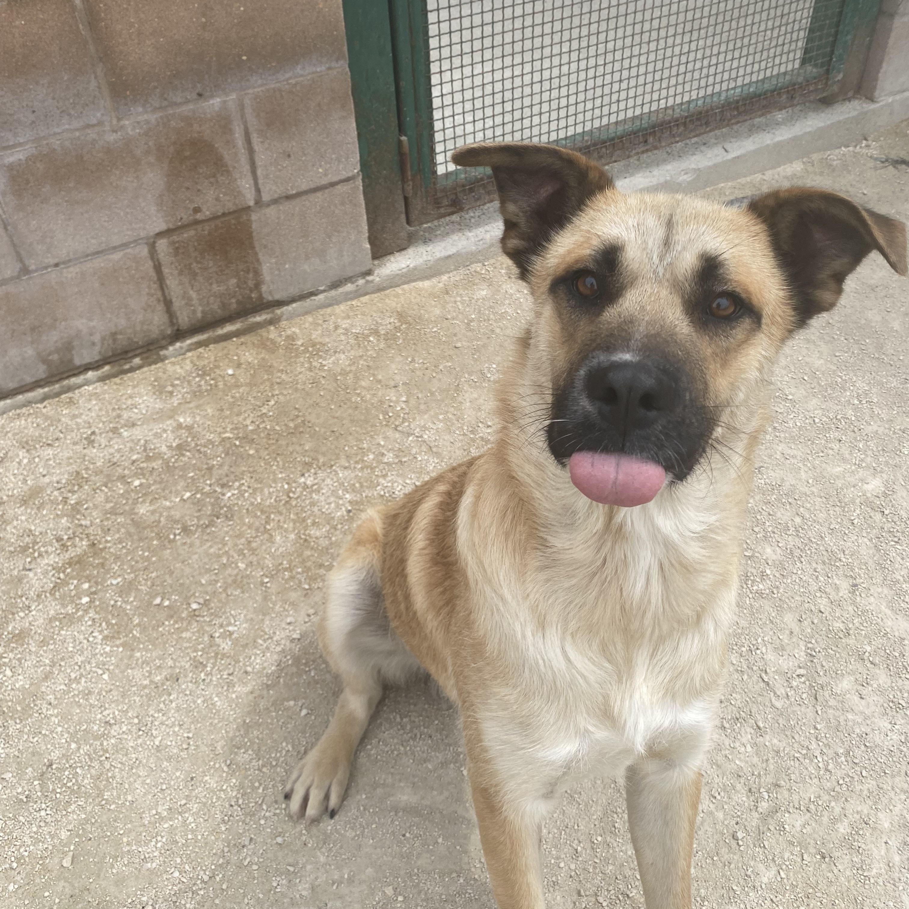 Ranger, an adoptable mixed breed in Winnipeg, MB image 3/4