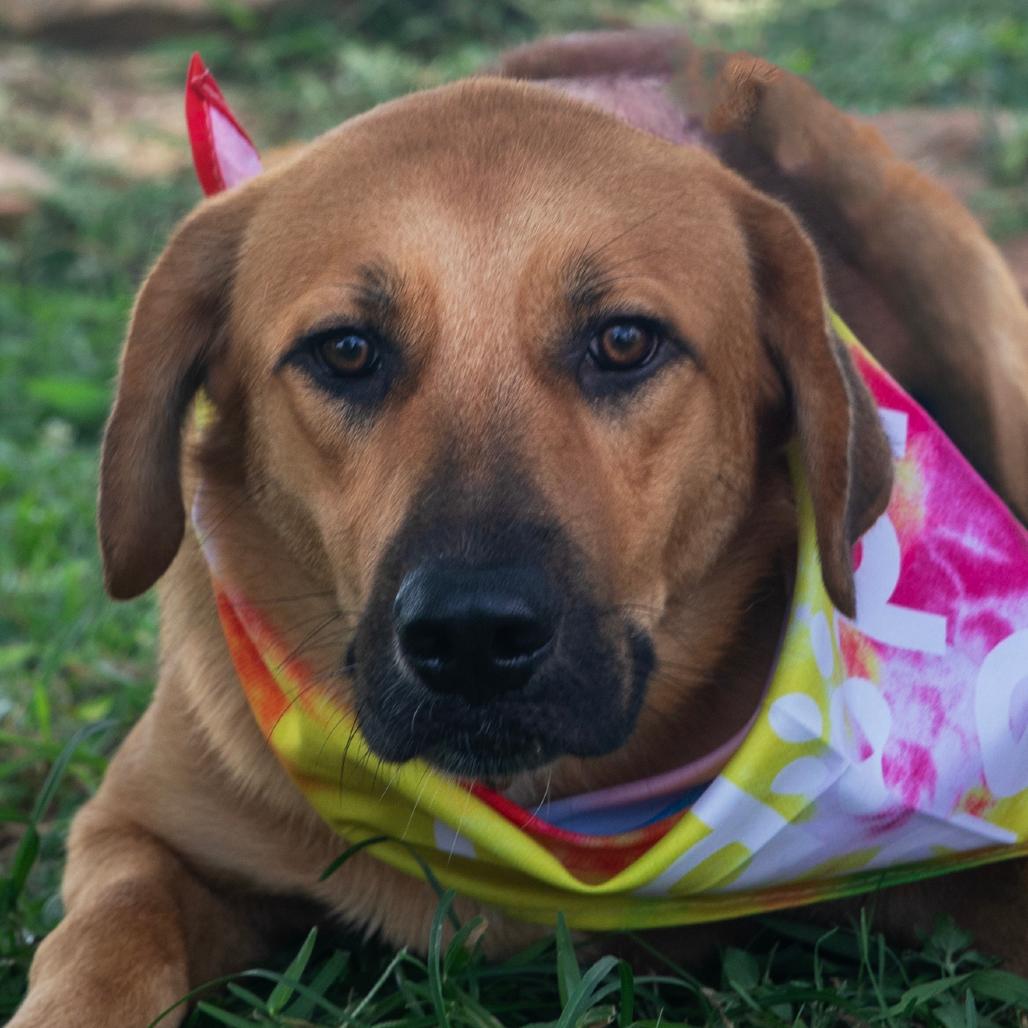 Baxter, a Adoptable Mixed Breed in Lake Jackson, TX image 1/2