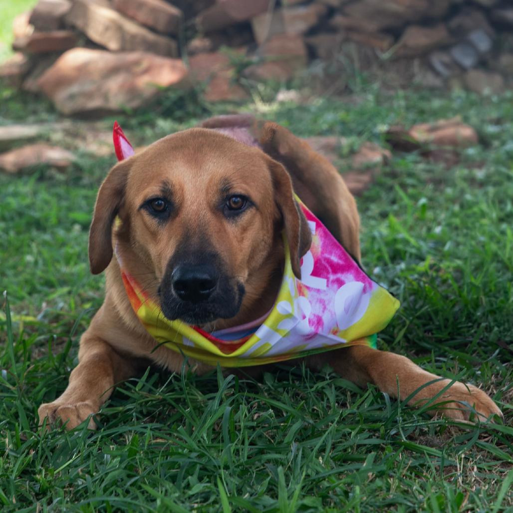 Baxter, a Adoptable Mixed Breed in Lake Jackson, TX image 2/2