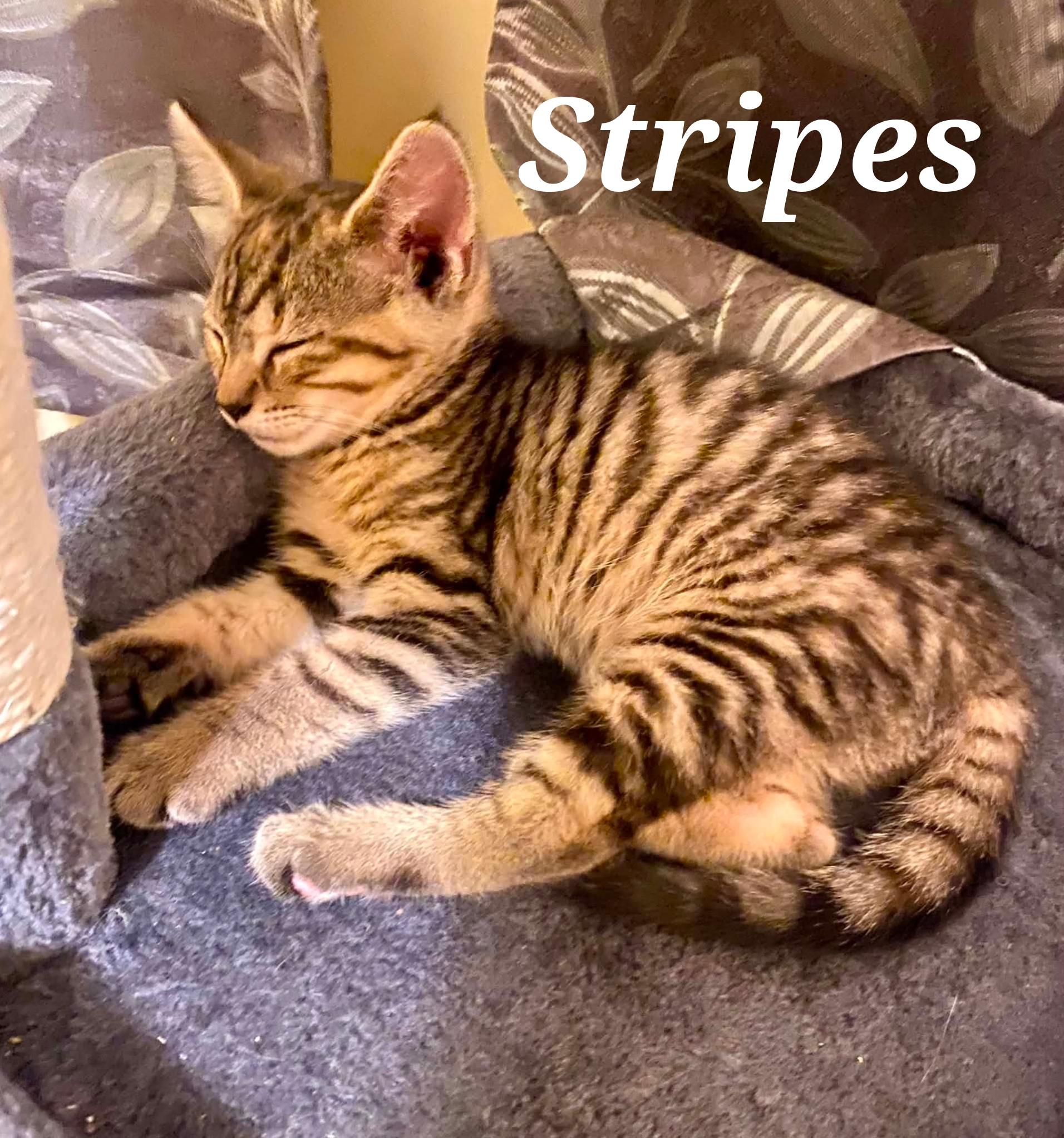 Stripes, ADOPTABLE, Young Male Domestic Short Hair.
